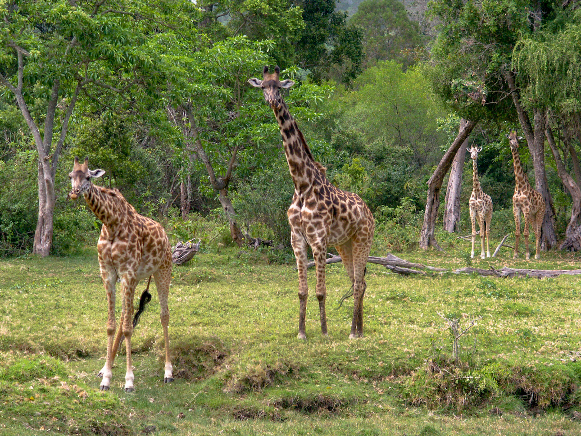 A giraffe family walks into view amidst the fresh greenery of the short rainy season in Mount Meru National Park, Tanzaia