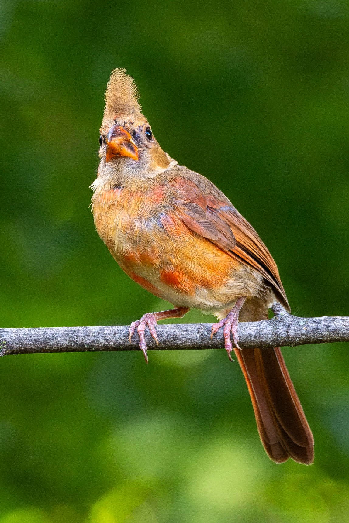 Juvenile Northern Cardinal