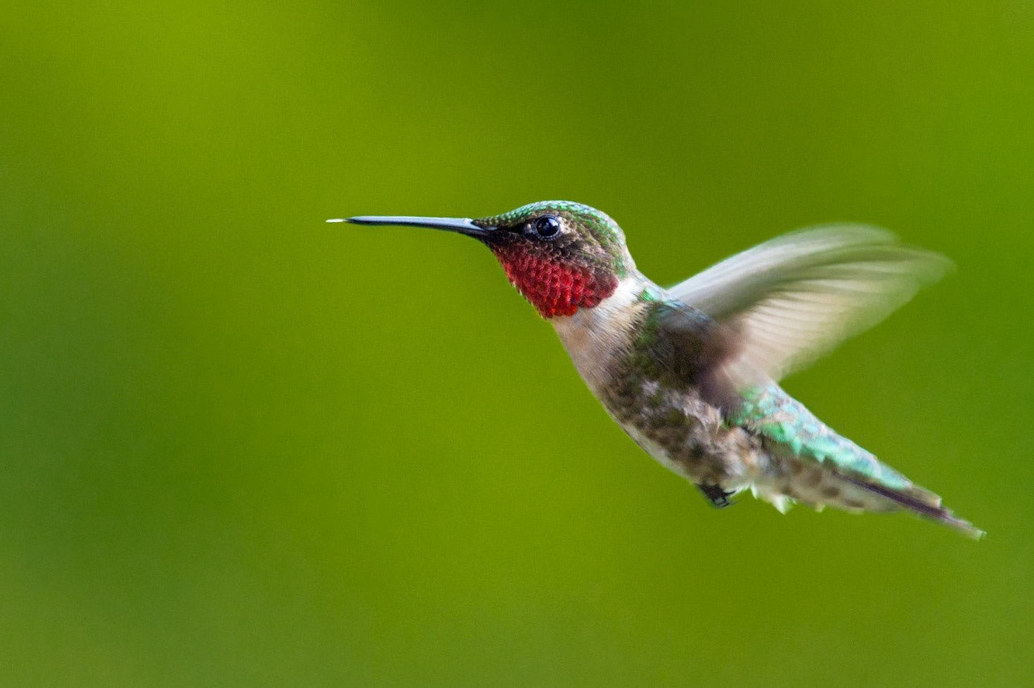 Male Ruby-throated Hummingbird