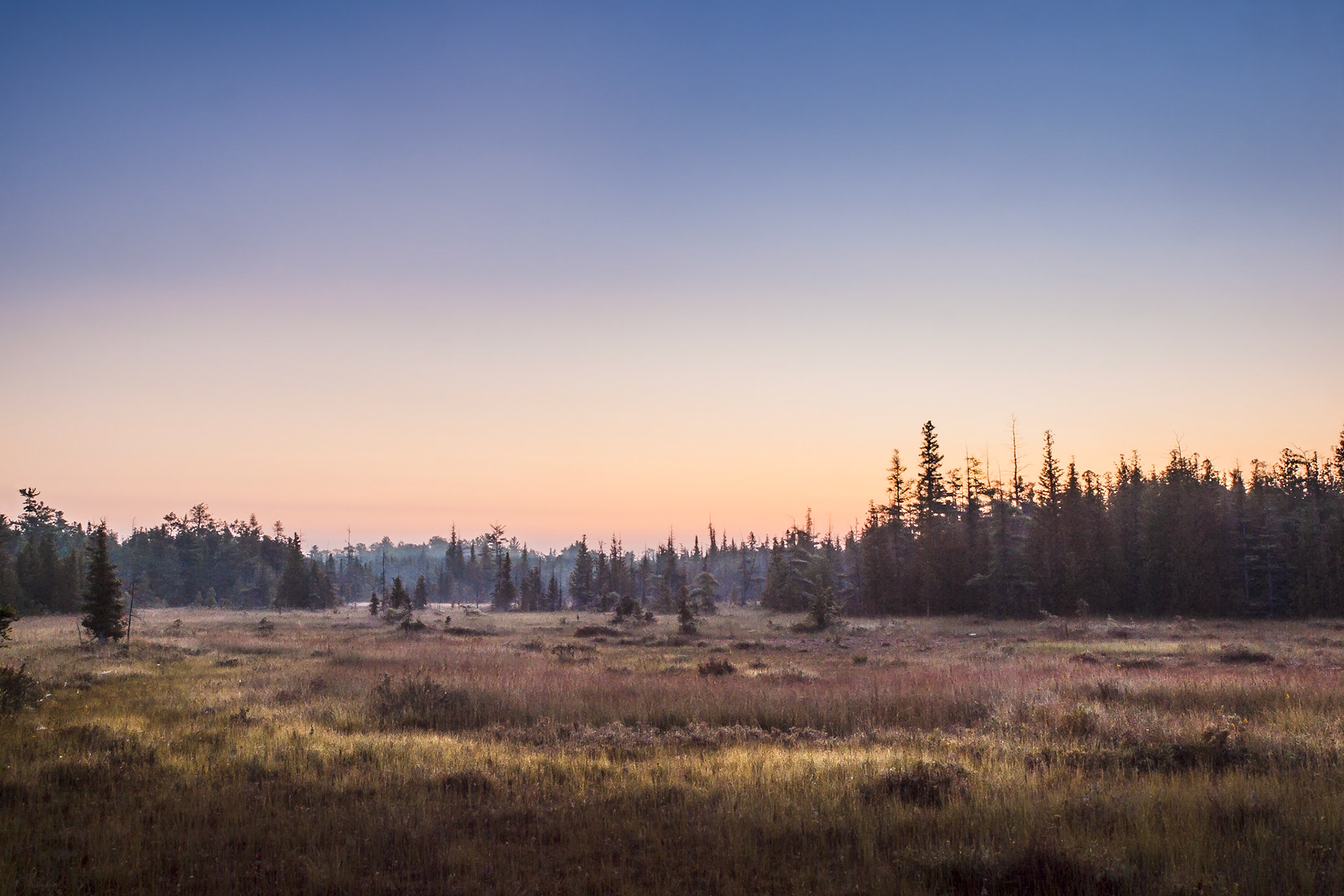 The pre-dawn glow lights the eastern sky of the Dorcas Bay fen with spuce trees silhouetted against the colourful sky at Singing Sands, part of the Bruce Peninsula National Park, Ontario, Canada