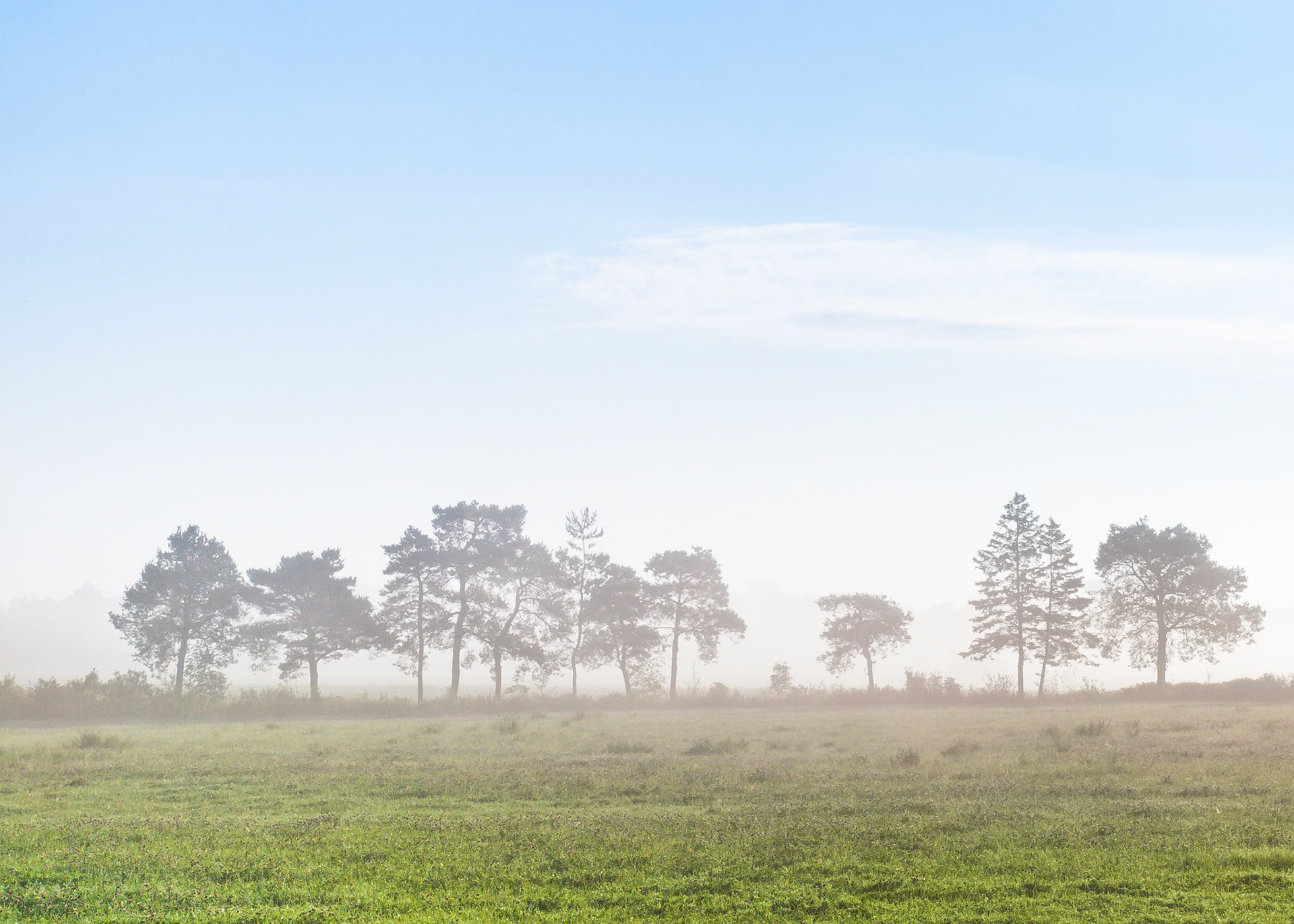 Trees, Morning Mist, Bruce Peninsula, Ontario