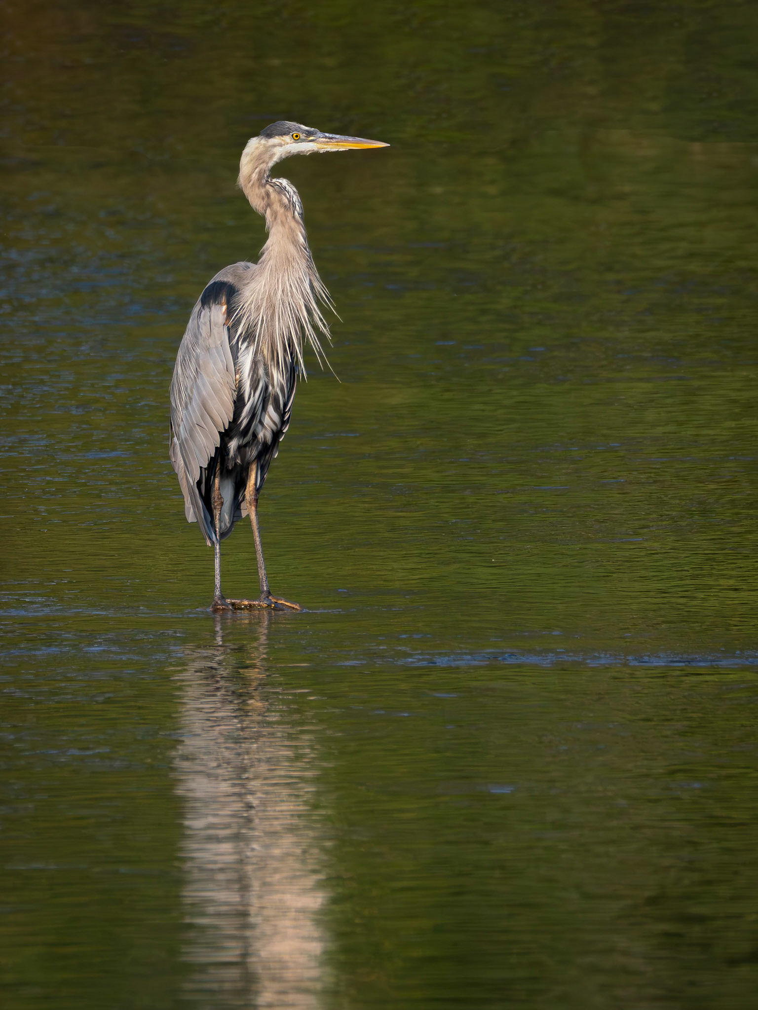 Great Blue Heron standing in shallow river