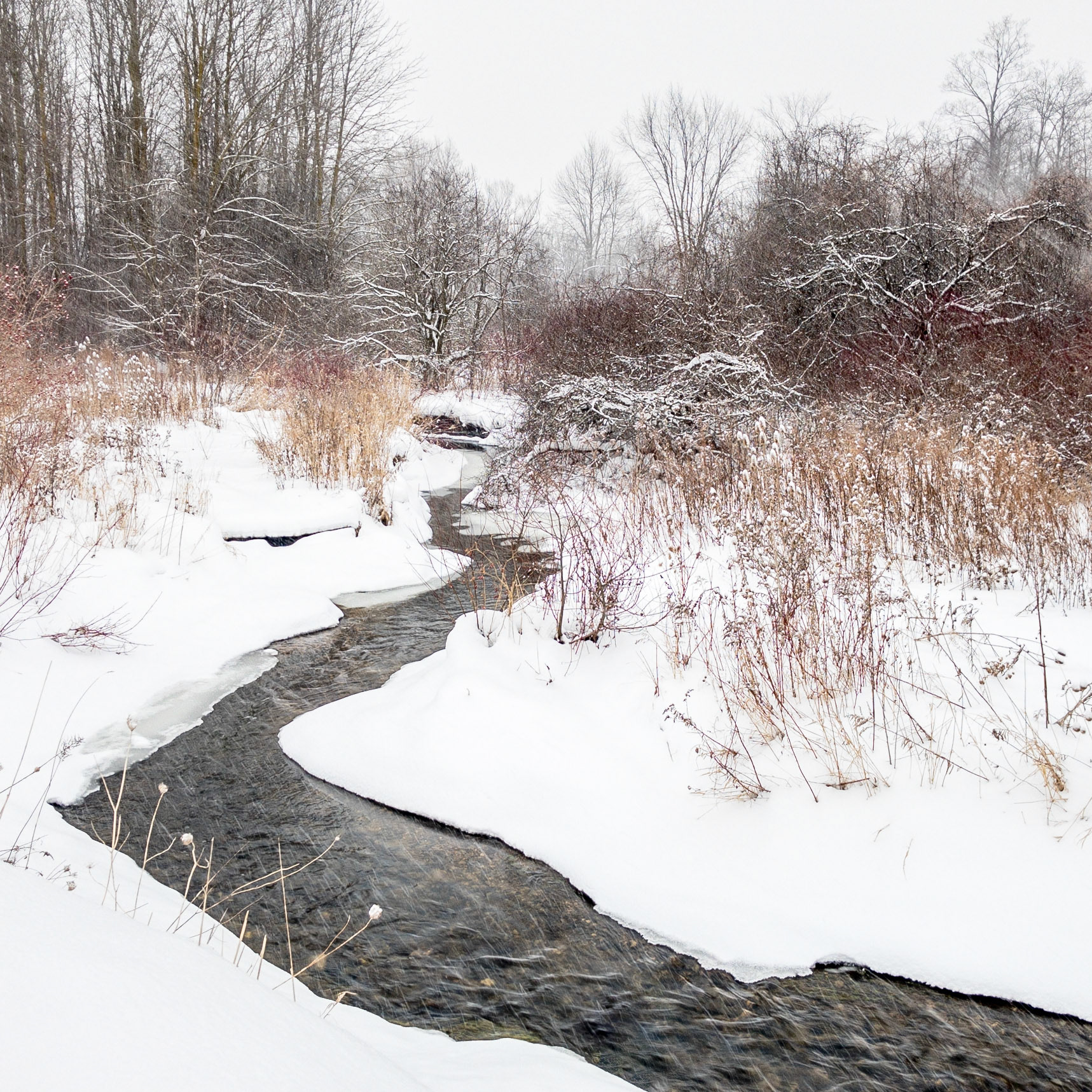 February Snow, Rural Waterloo, Ontario