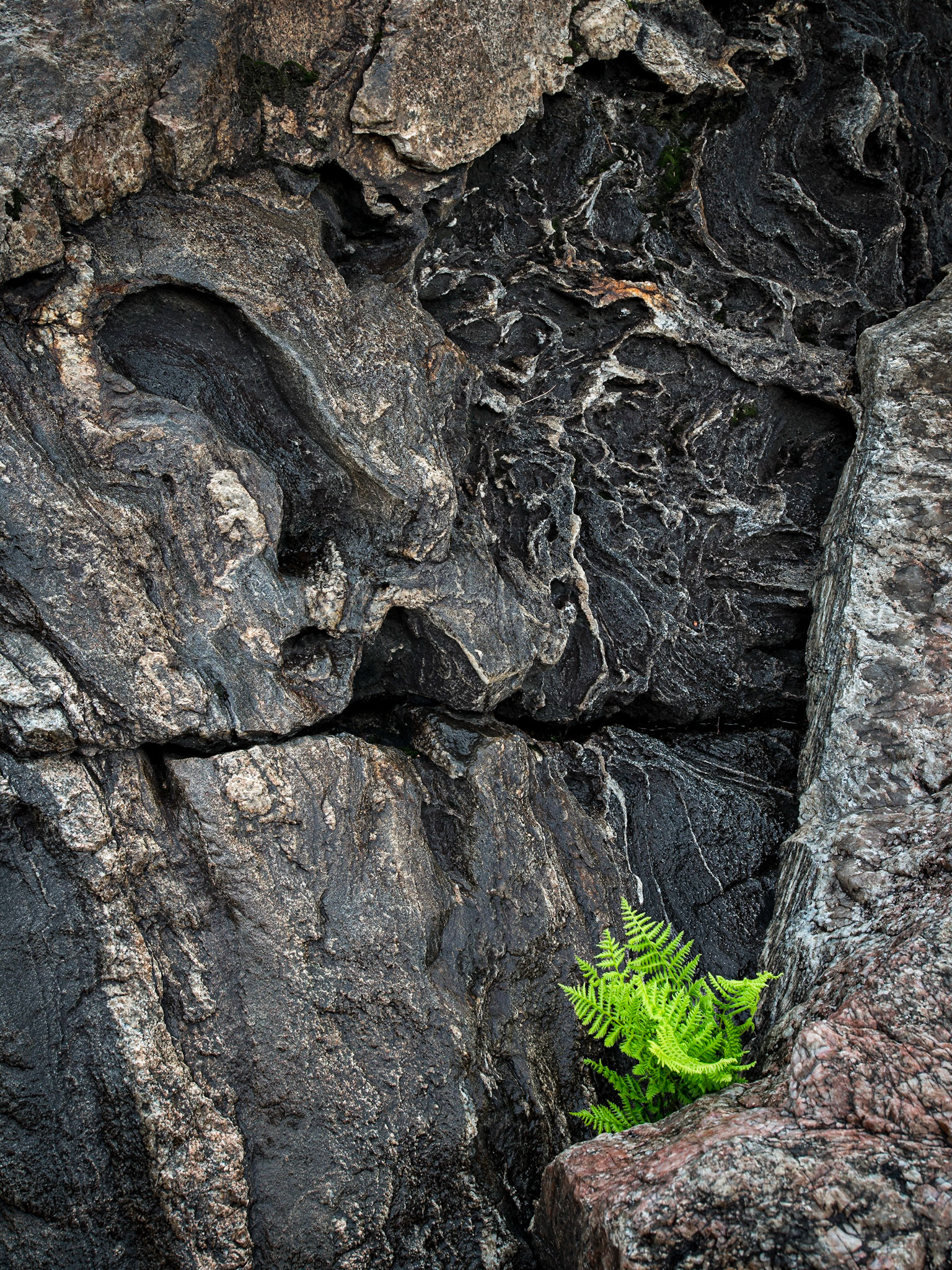 Ferns, Tortured Rock, Lake Superior Provincial Park, Ontario
