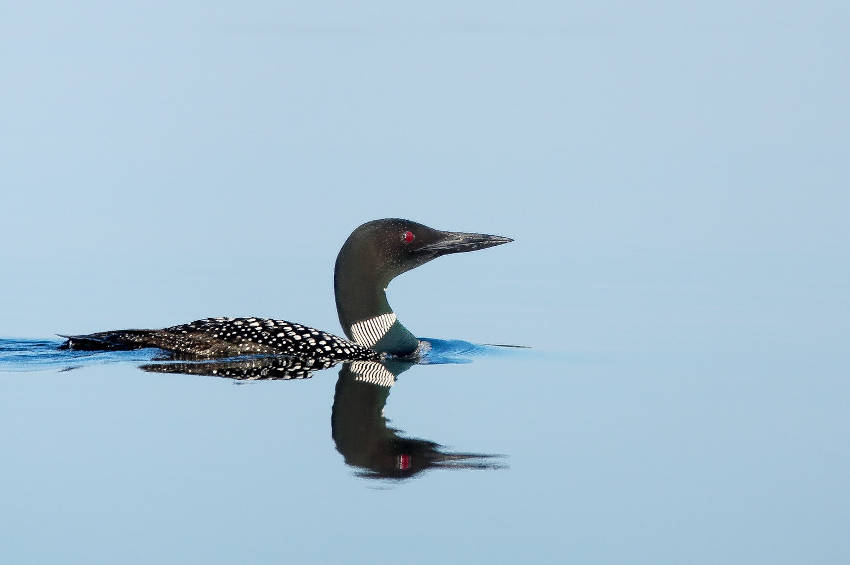 Common Loon (Gavia immer), Lower Rideau Lake, Ontario