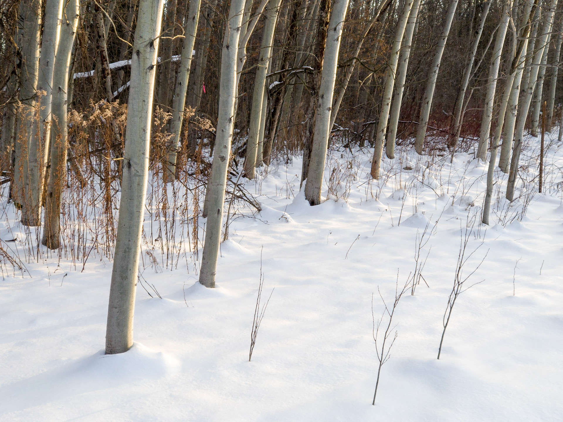 Poplars, Forest Edge, Winter
