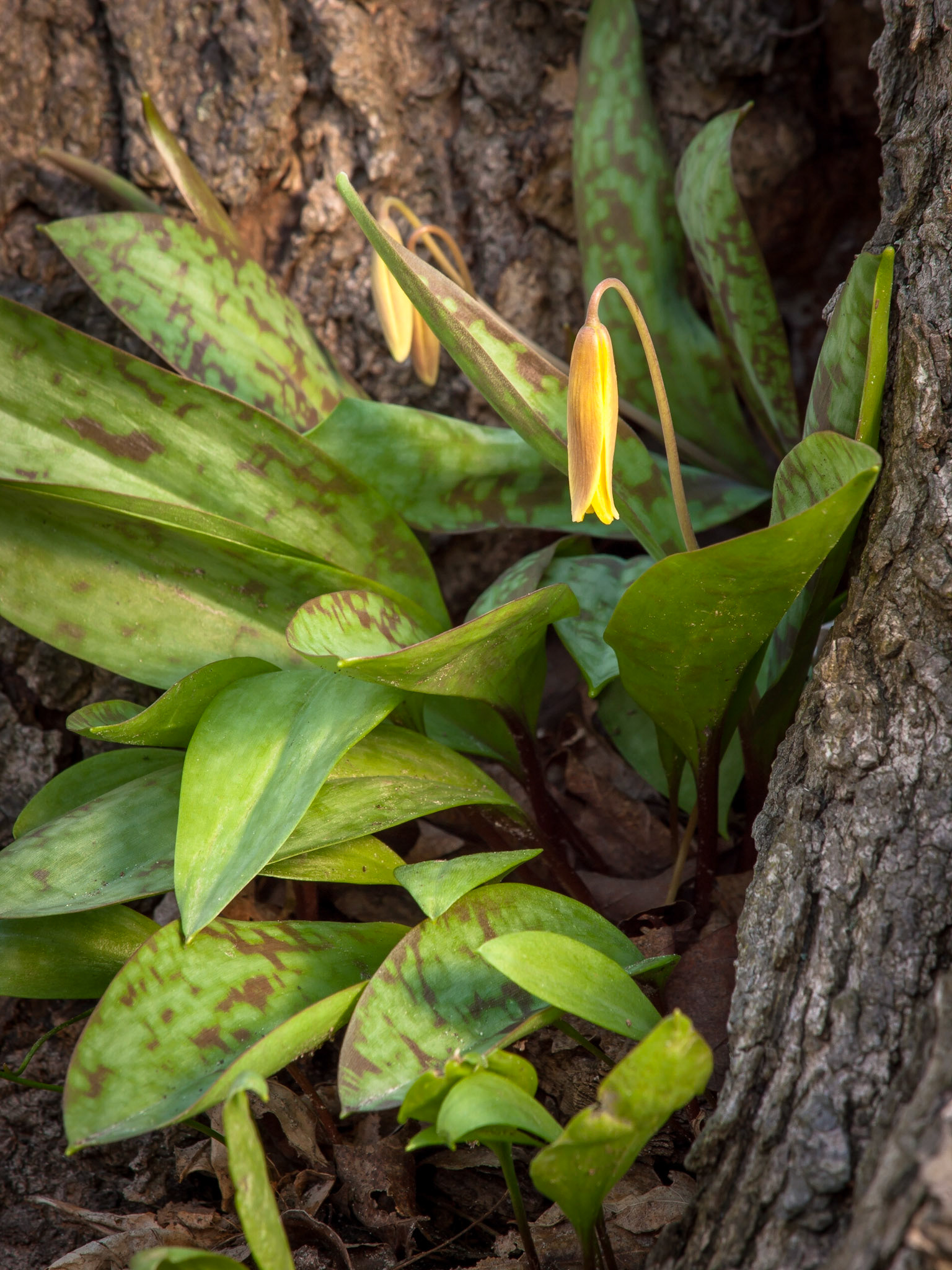 Trout Lily