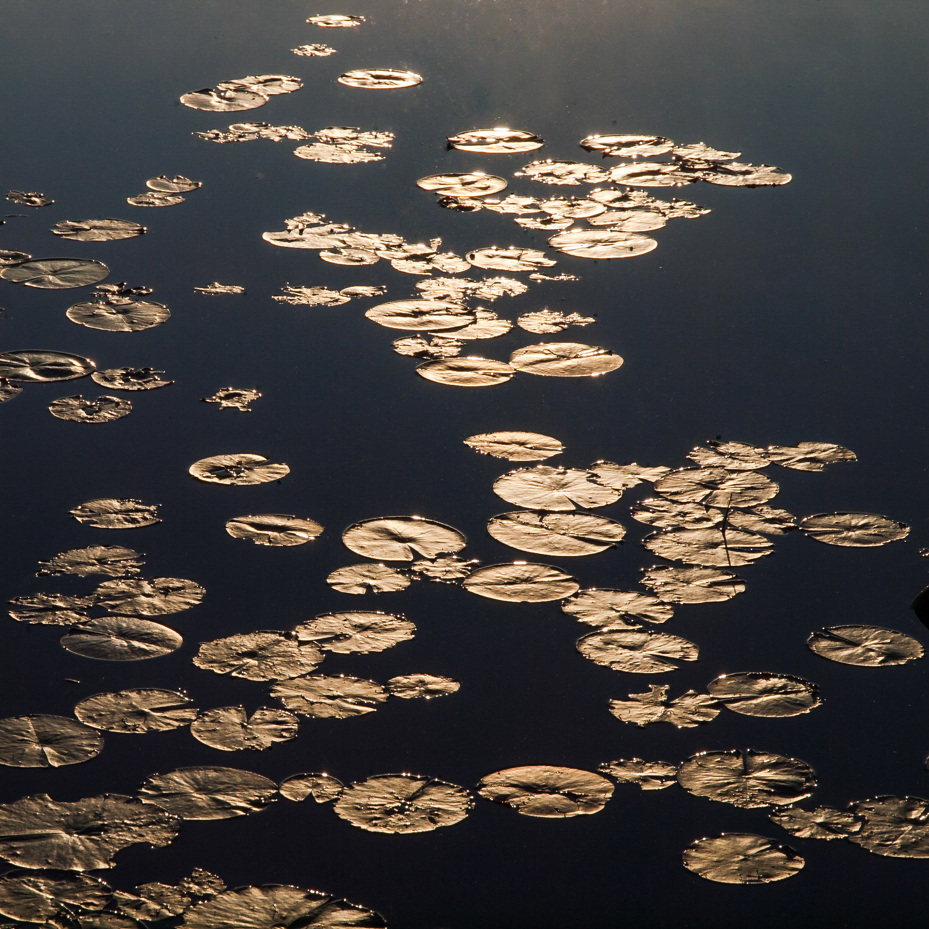 Lilypads at Sunrise, The Massasauga Provincial Park, Ontario