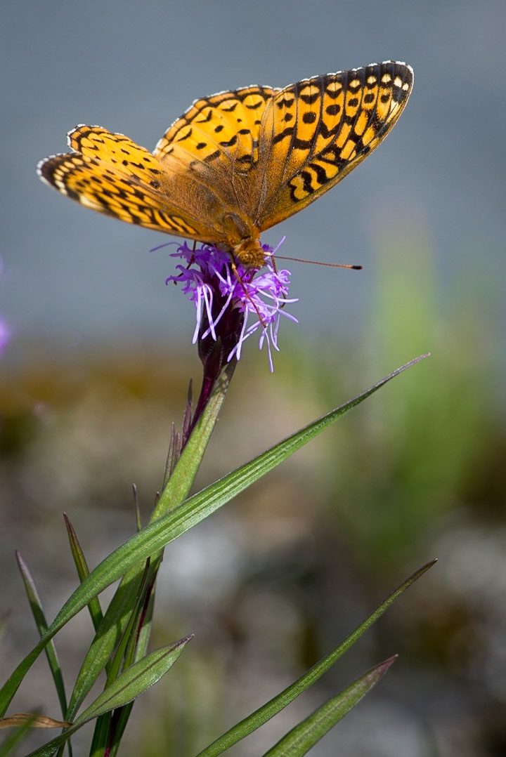 Great Spangled Fritillary on Blazing Star (Liatris)