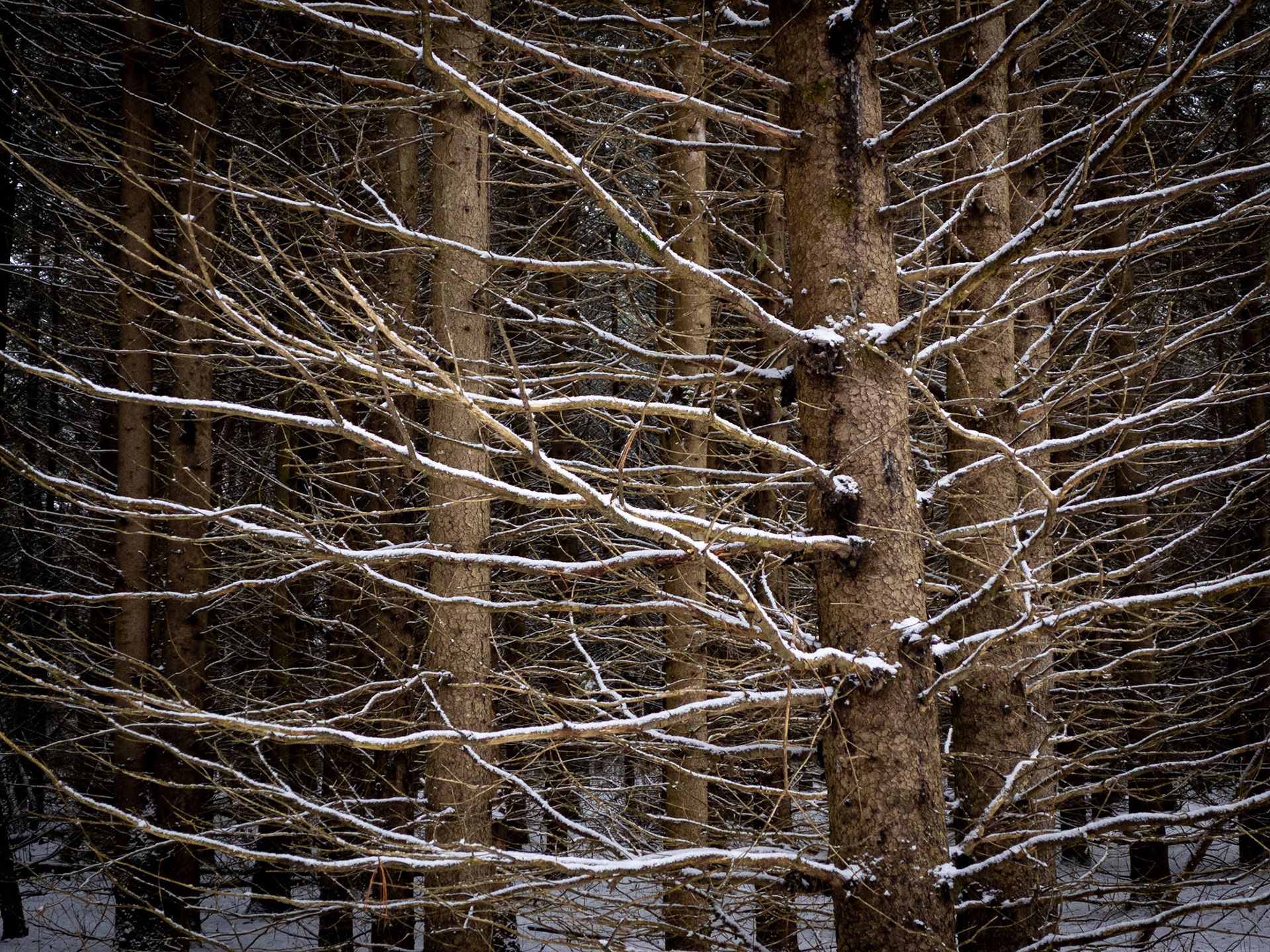 Snow-etched bare branches of a pine tree in a dark forest