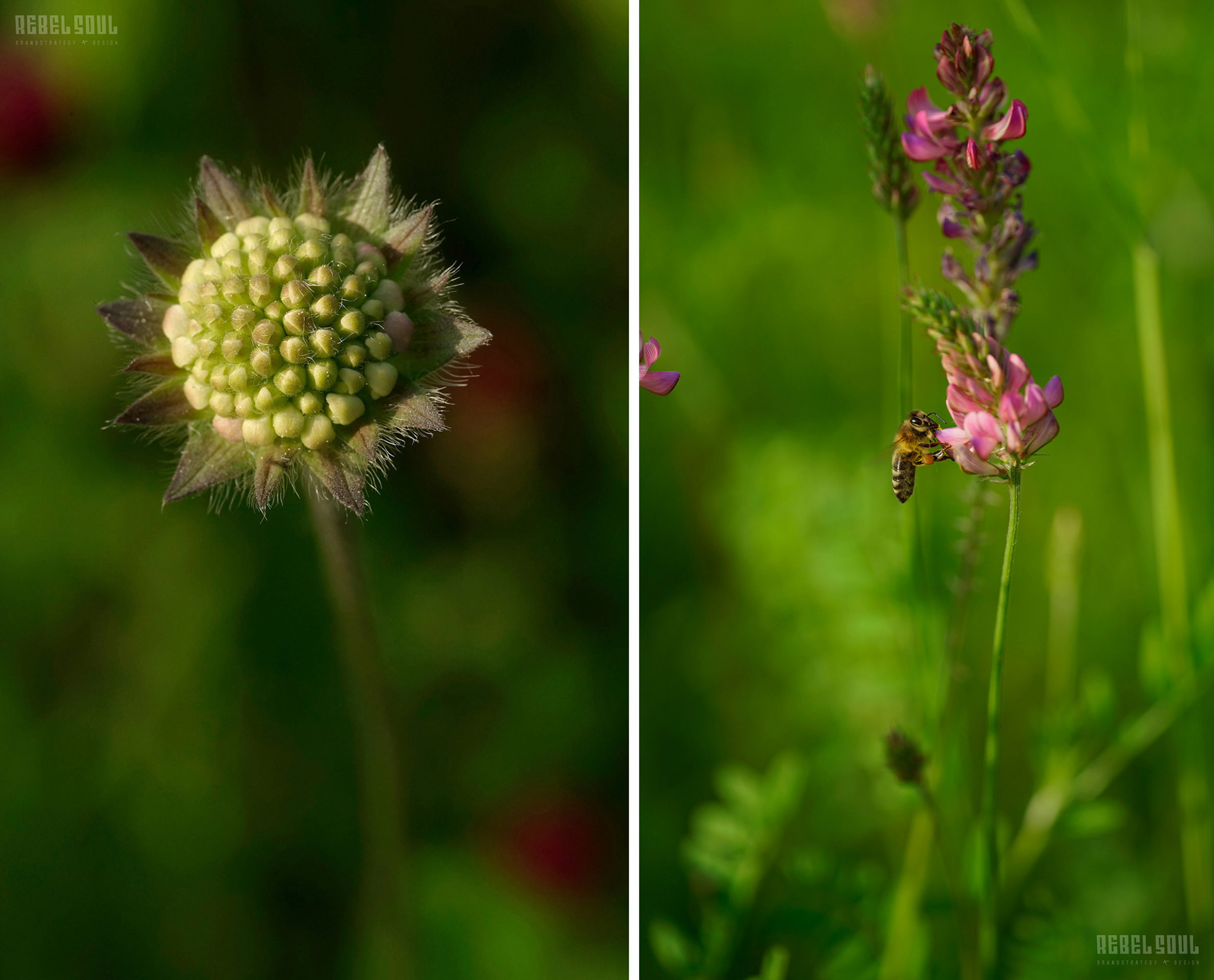Komposition aus zwei Bildern: Makroaufnahmen je einer Blume, rechts mit Biene, vor kräftigem Grün im Hintergrund.