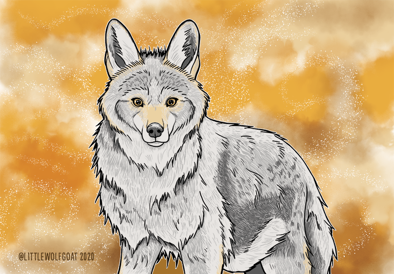"Coyote" (2020): Photoshop