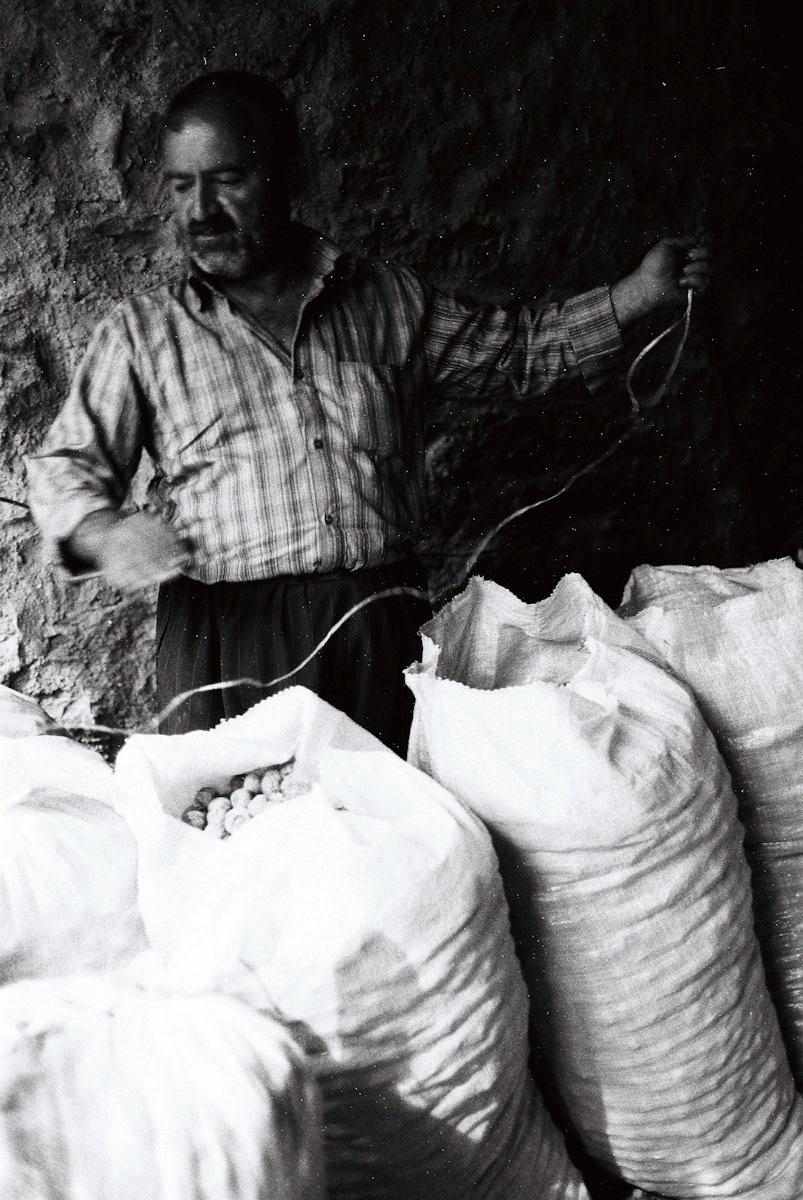 Man packs freshly harvested walnuts, as he prepares to bring them to market.