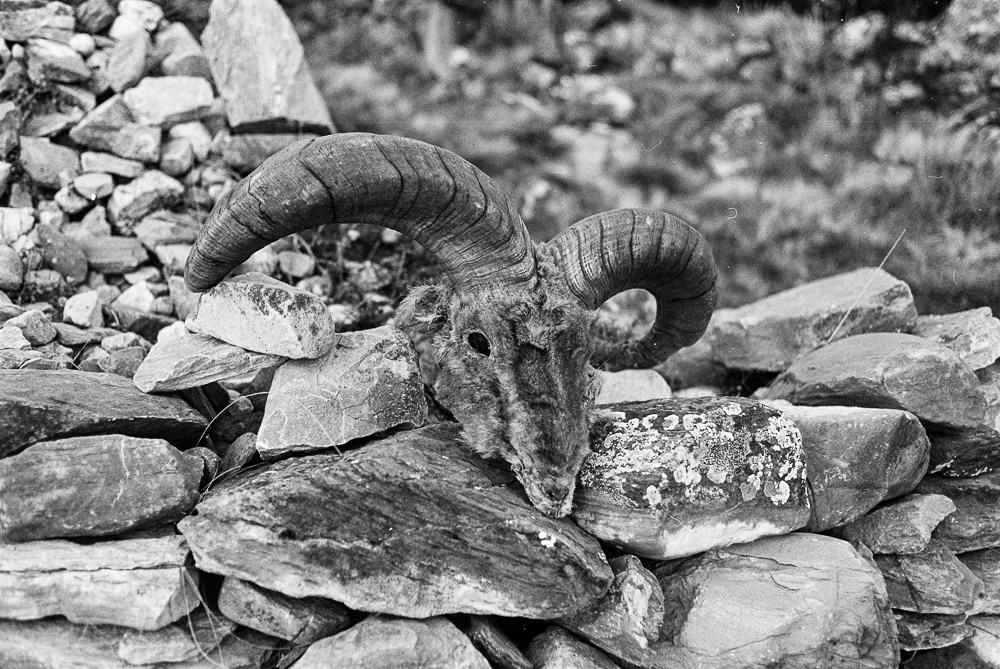 An age-old tradition: In some cultures, a goat head is believed to possess protective powers against evil.