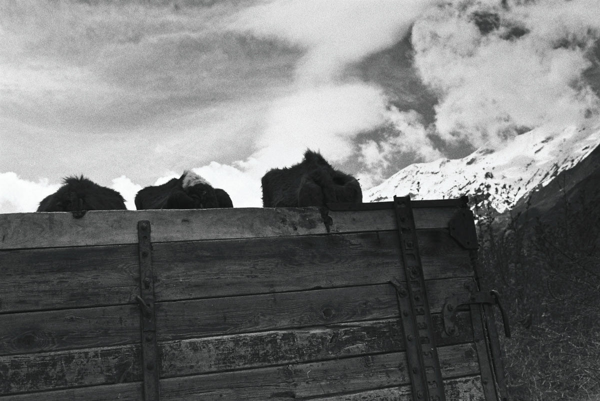 Three bovine passengers take in the breathtaking scenery of the Pamir mountains as they travel in the back of a cargo truck, a common mode of transportation for both people and livestock in this remote region.