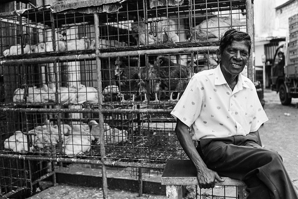 A live chicken vendor at Colombo market, providing locals with farm-fresh and locally sourced meat.