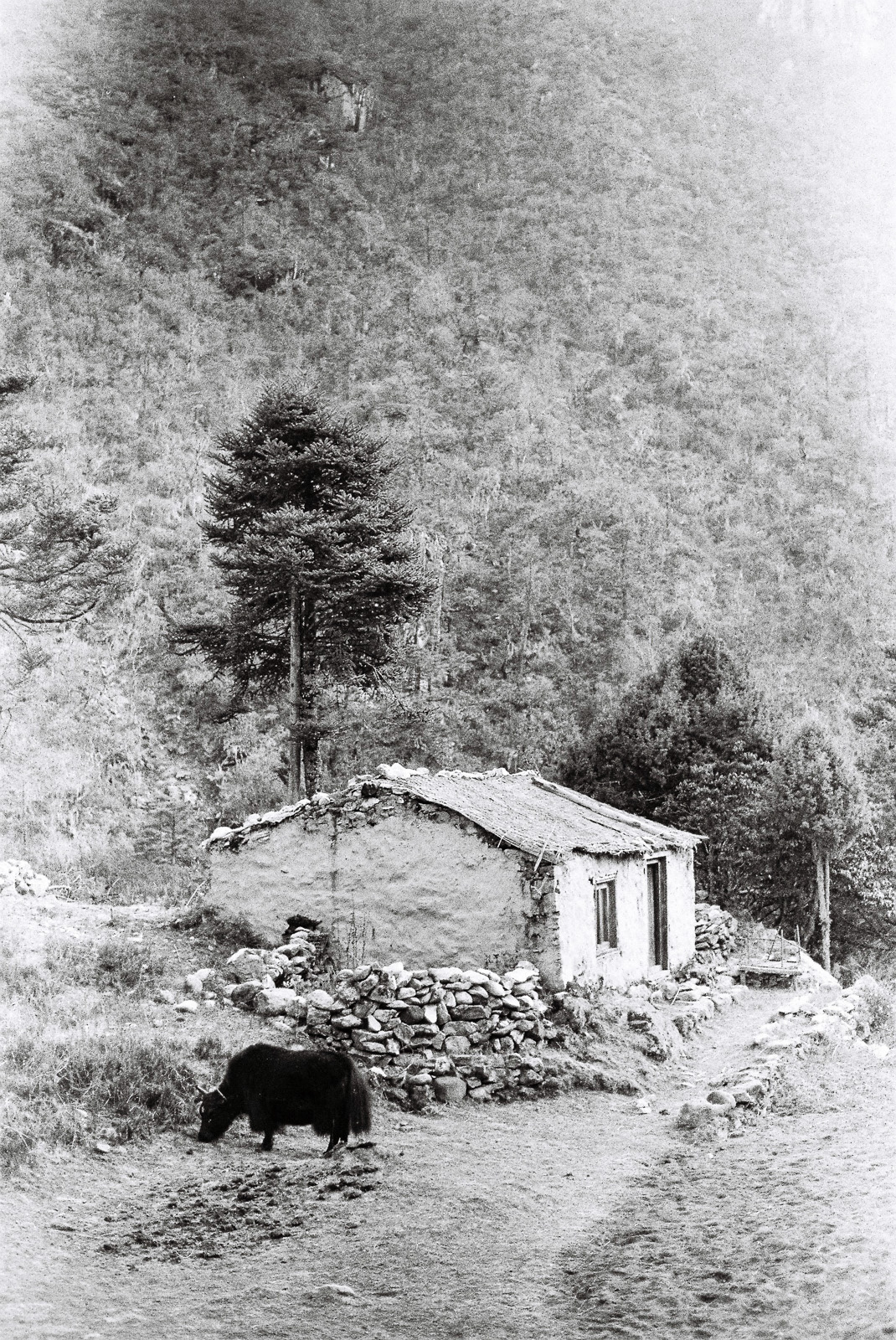  A glimpse into the tranquil beauty of Solukhumbu region, untouched by the influence of mass tourism