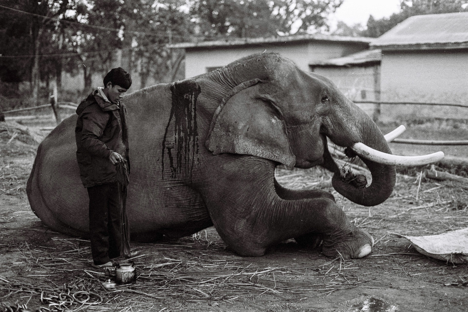 After a long day's work in Chitwan National Park, this gentle giant enjoys a refreshing wash to rejuvenate and relax.