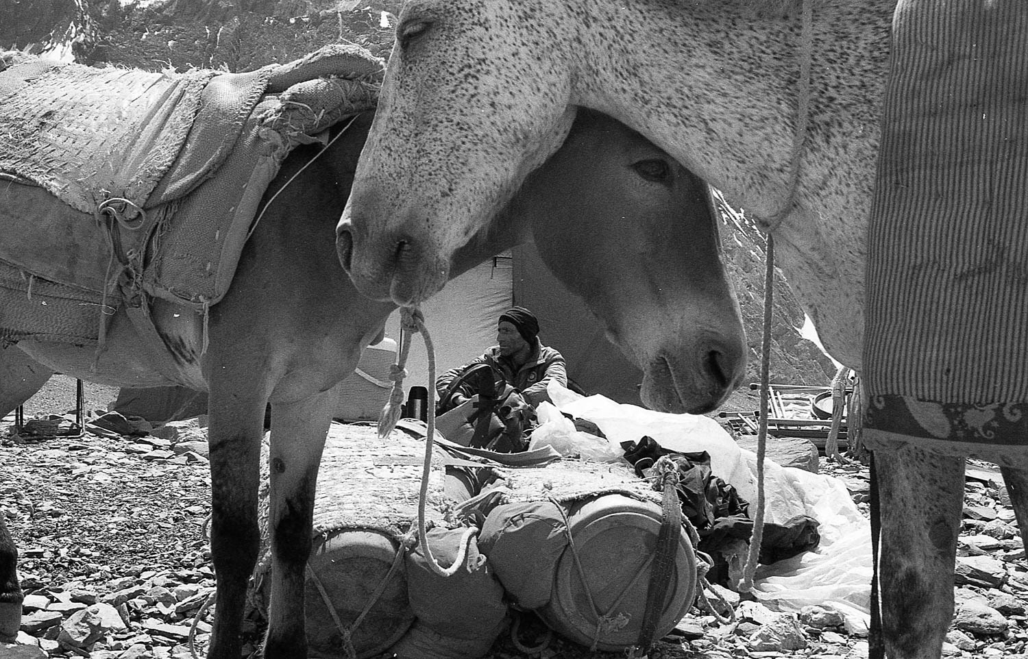 In the trek, mules are used to carry some of the cargo. However, they are unable to continue beyond Concordia as the terrain becomes too rough.