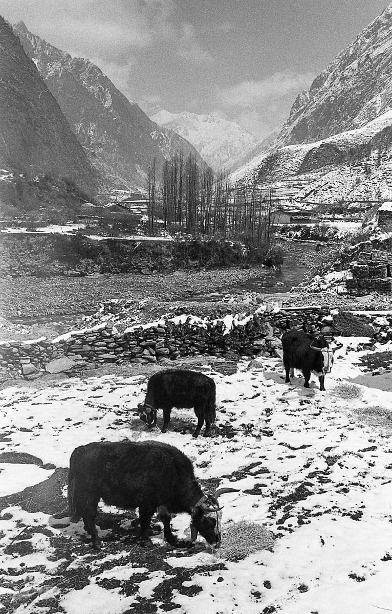 The people of the Manaslu region in Nepal rely mainly on farming and raising animals to make a living.