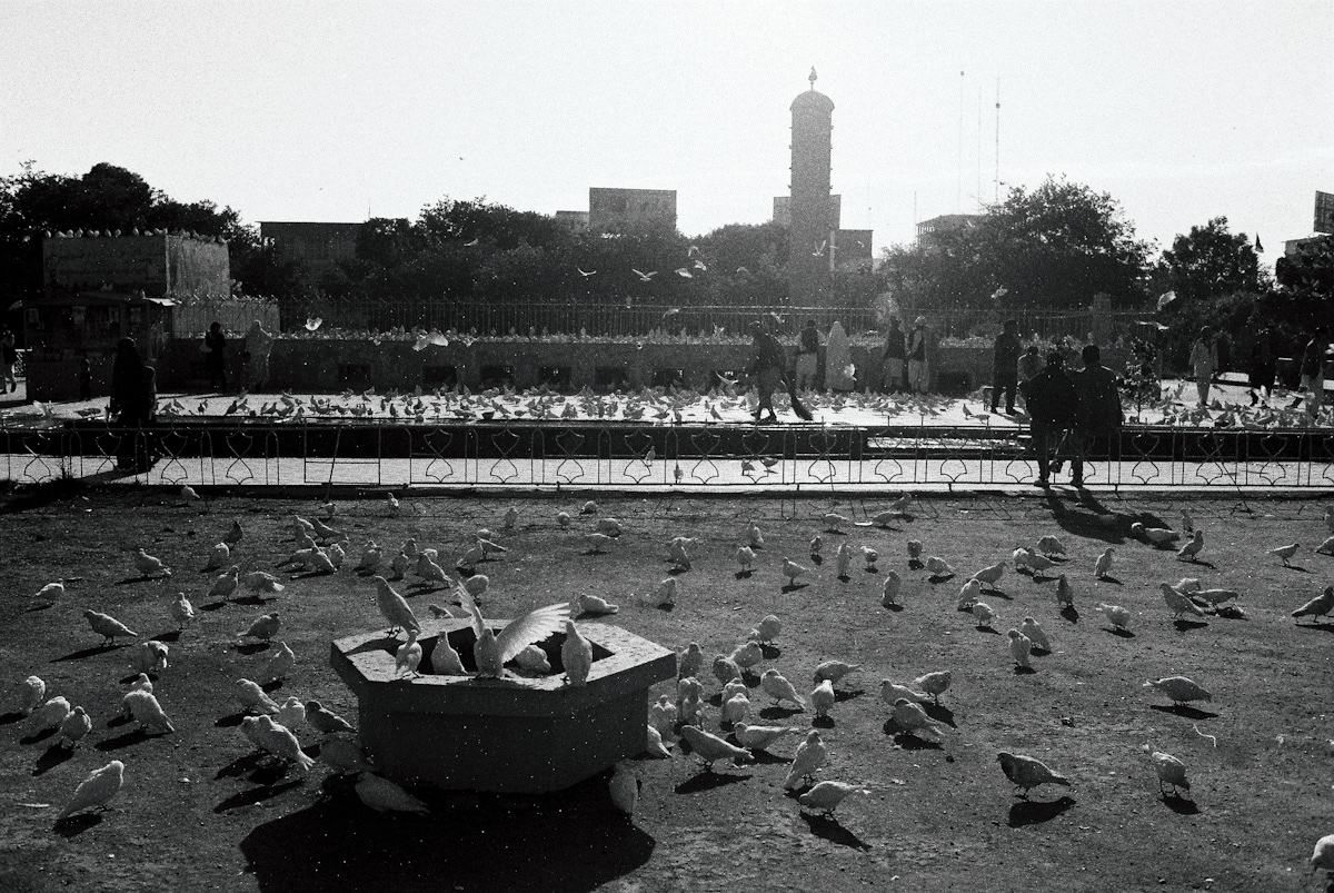 Thousands of white pigeons take flight in front of the revered Shrine of Hazrat Ali, also known as the Blue Mosque, a sacred place of pilgrimage and contemplation in Mazar e Sharif, Afghanistan.
