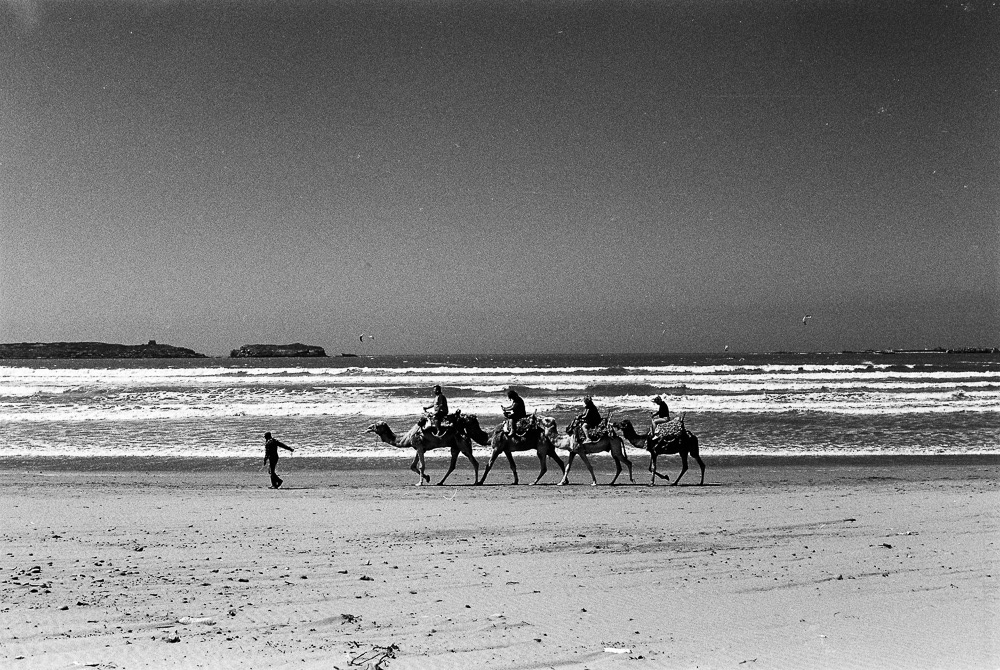 While caravans of camels were once the lifeline of Sahara trade routes, today they provide an experience for tourists along Morocco's Atlantic coastline.