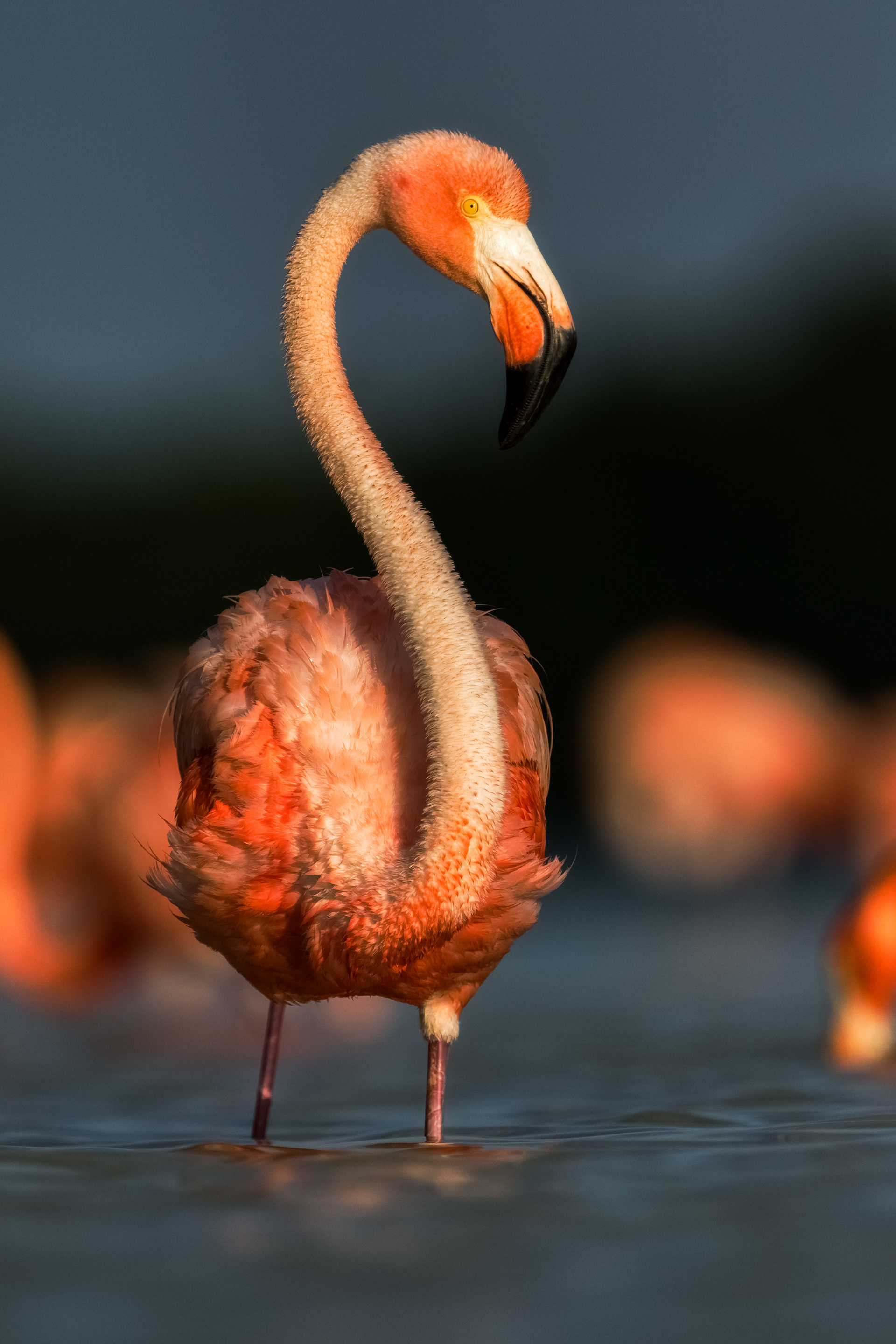 American Flamingo