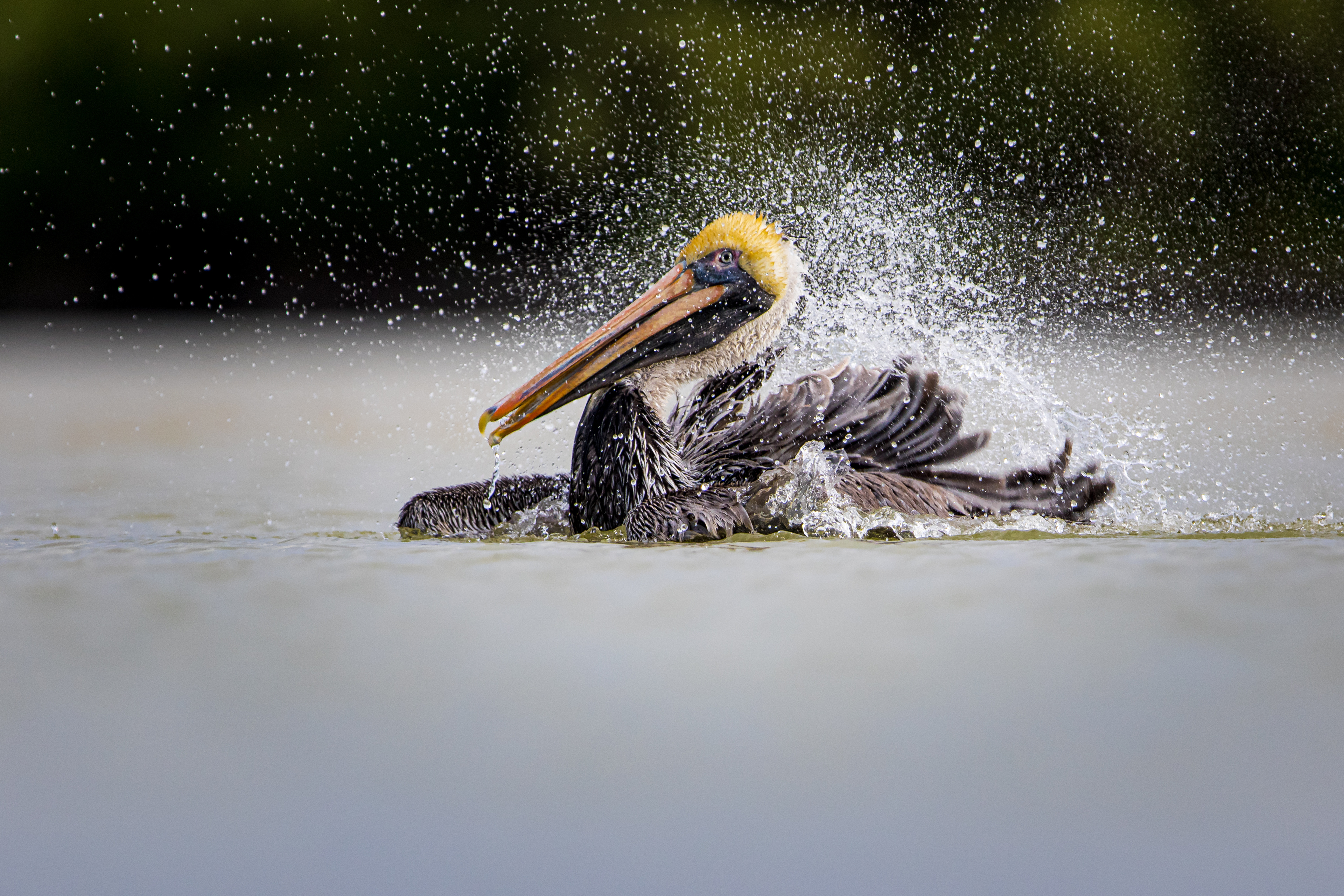 Brown Pelican