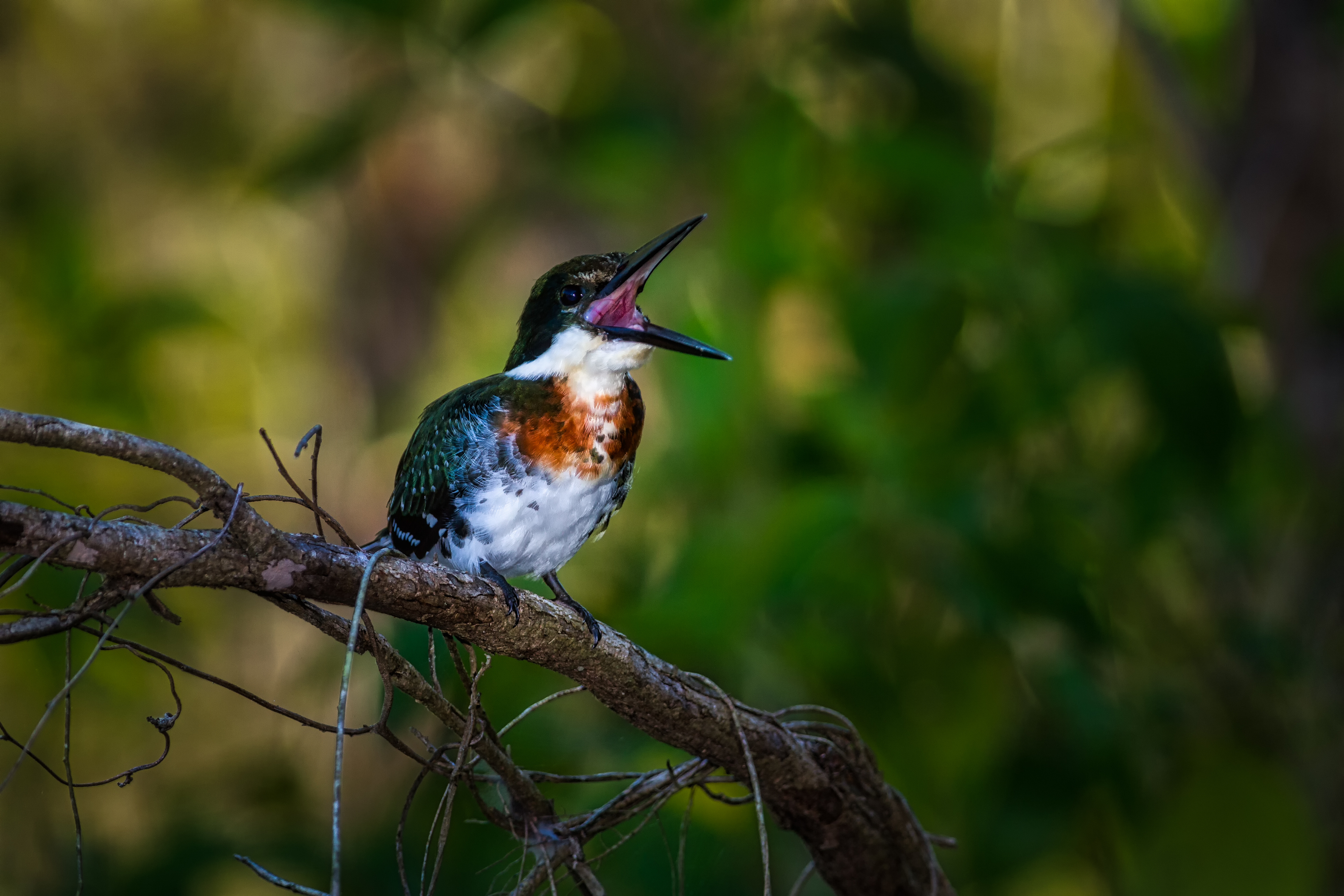 Green Kingfisher