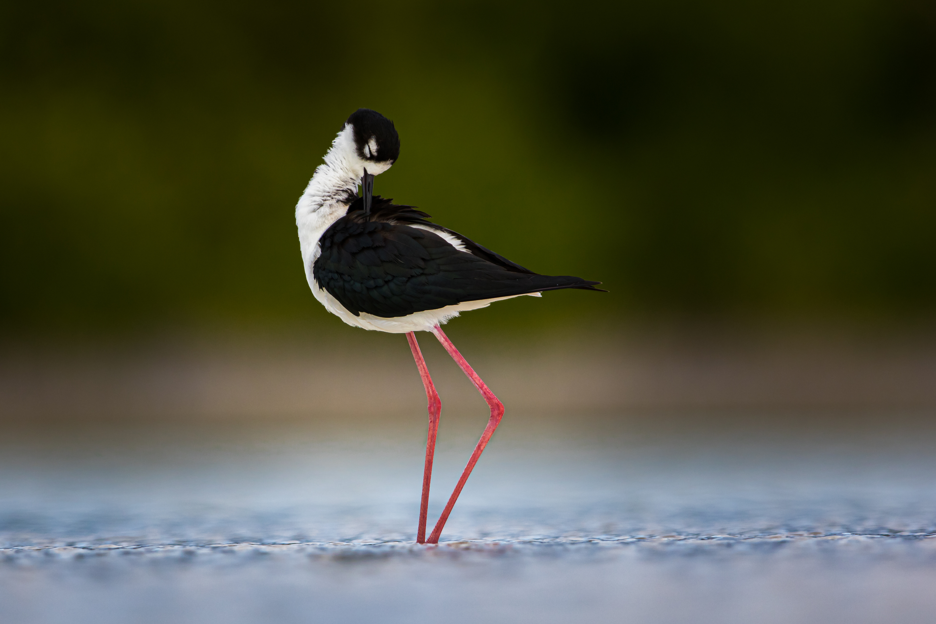 Black-necked Stilt