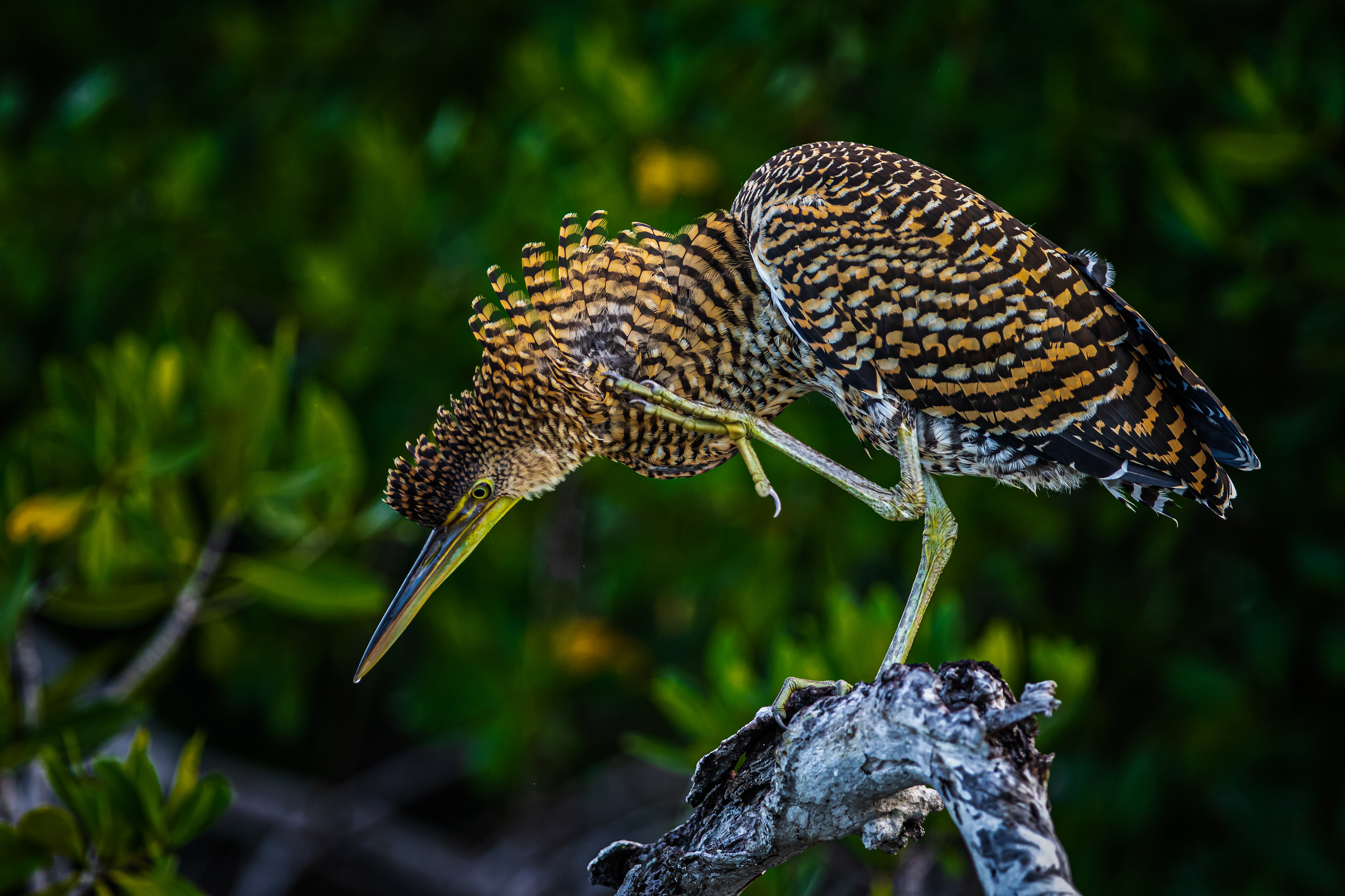 Bare-throated Tiger-Heron