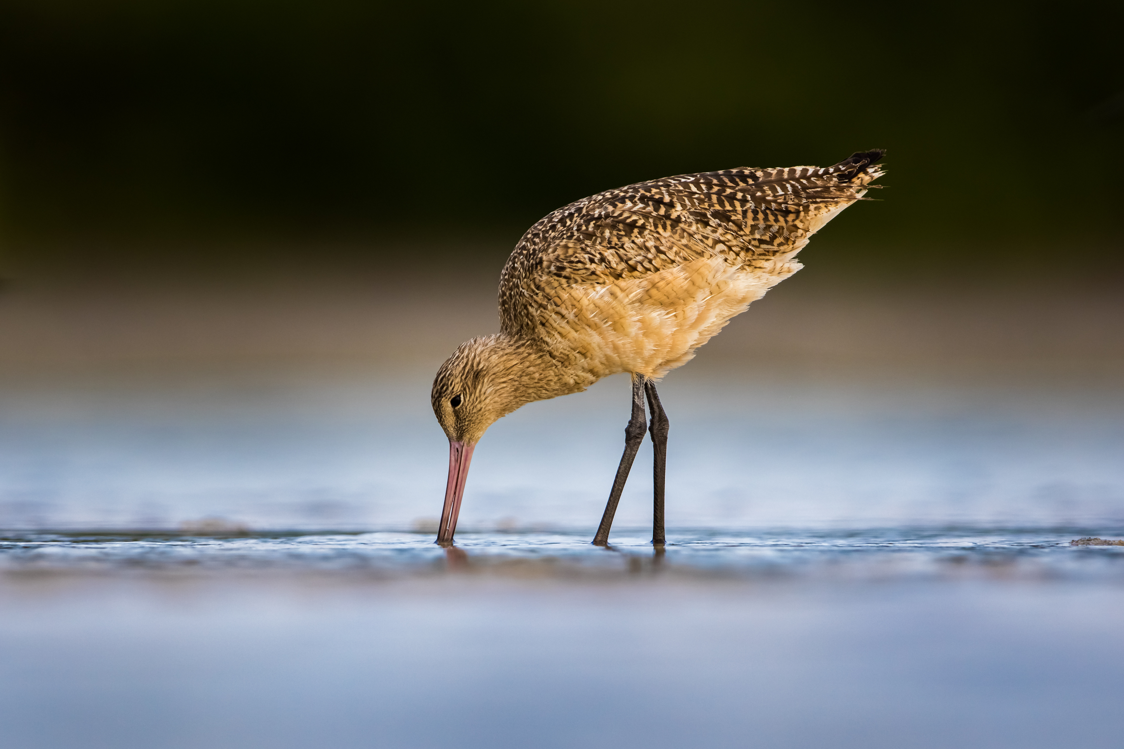 Marbled Godwit