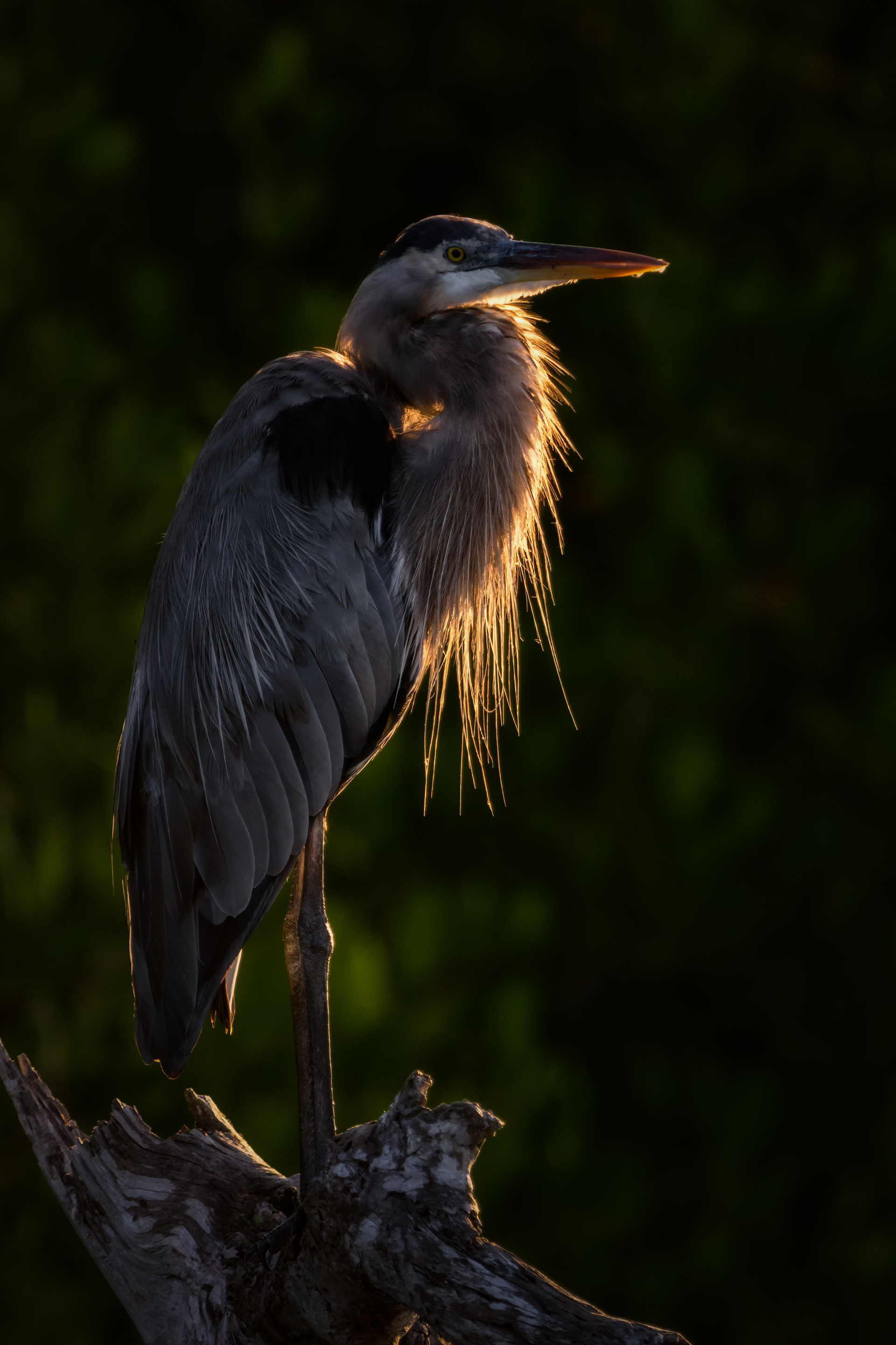 Great Blue Heron