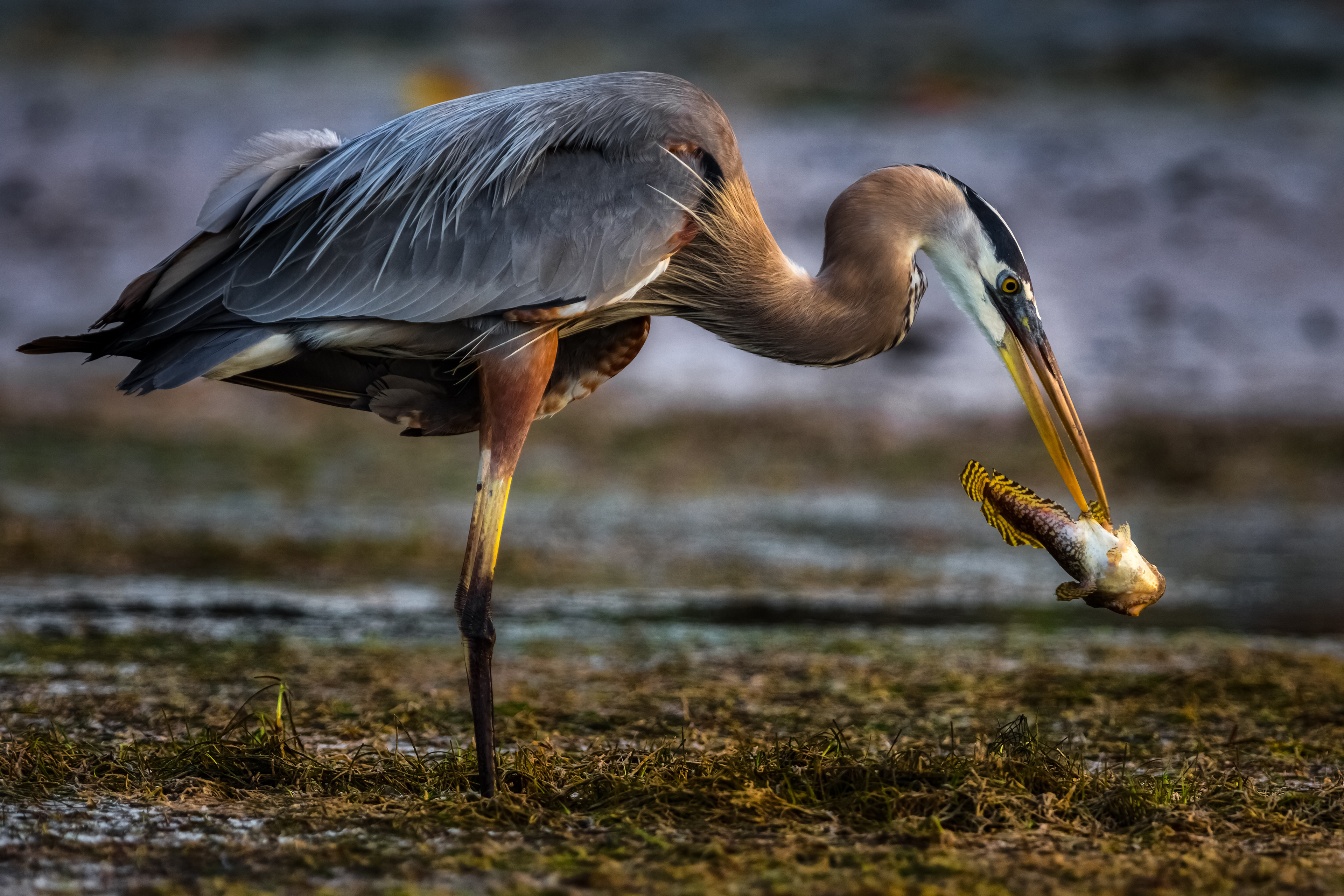 Great Blue Heron