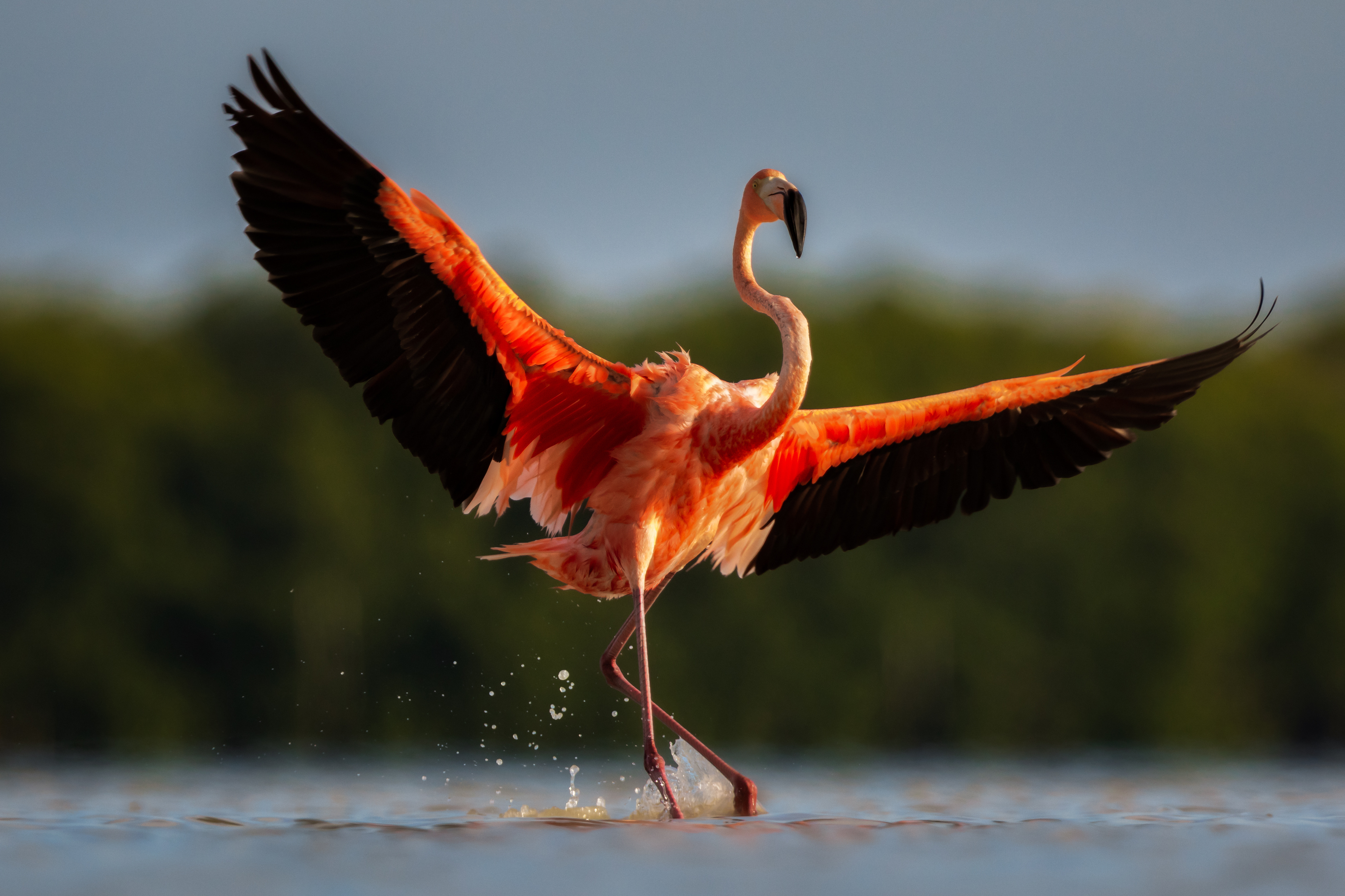 American Flamingo