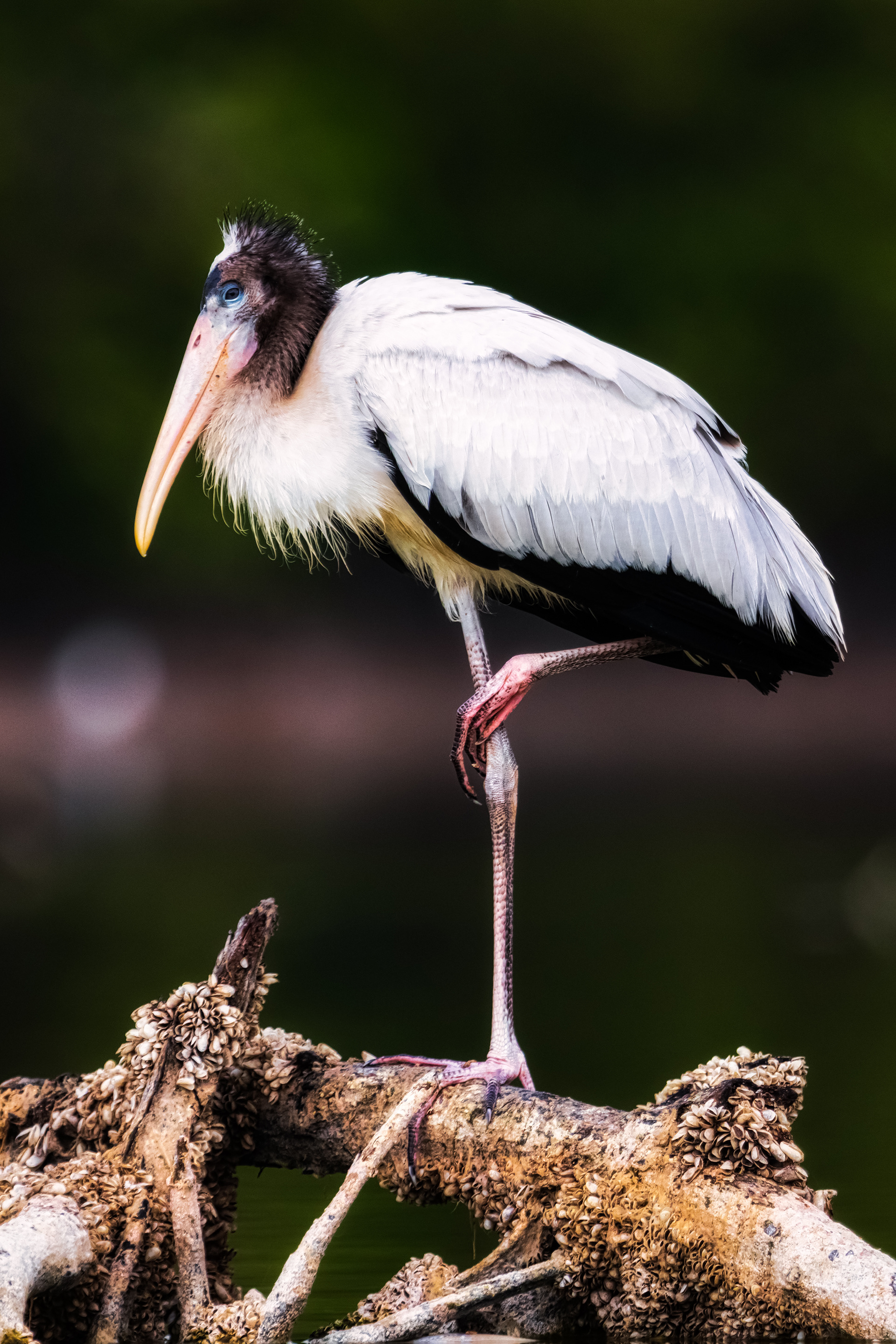 Wood Stork