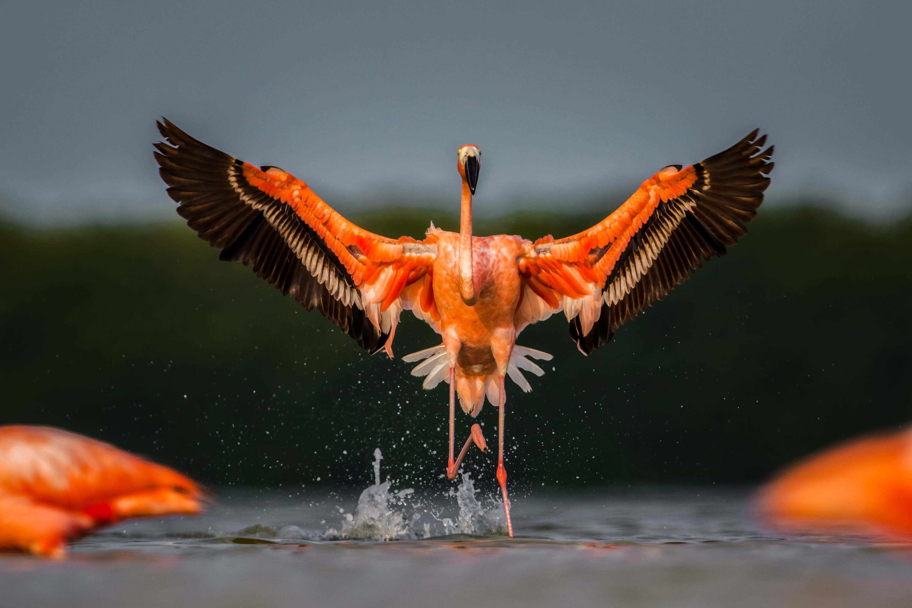 American Flamingo
