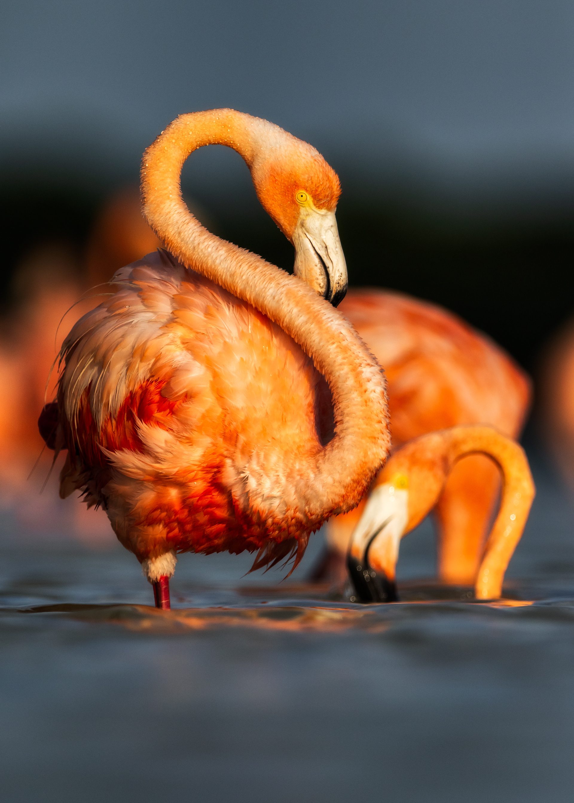 American Flamingo