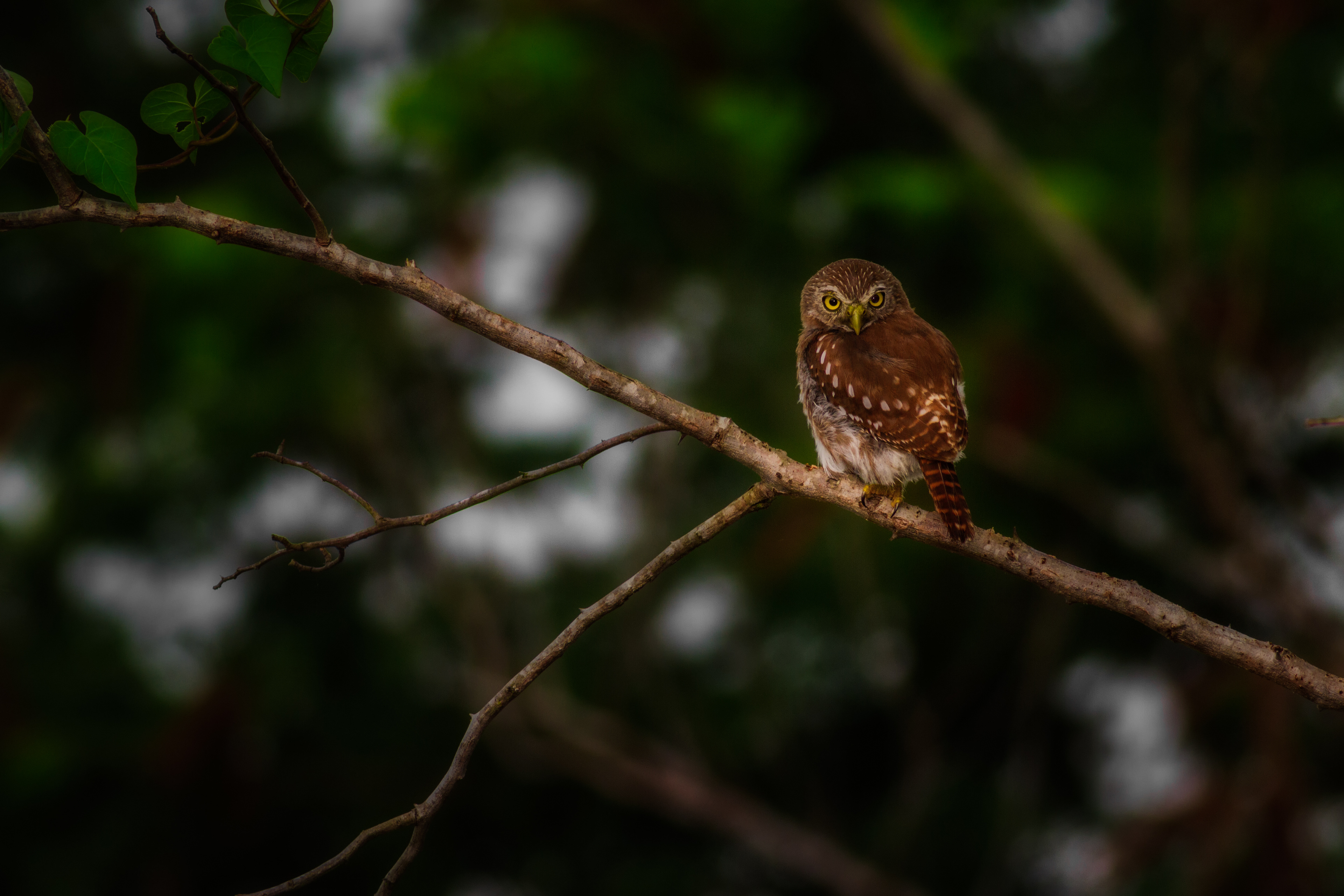 Ferruginous Pygmy-Owl