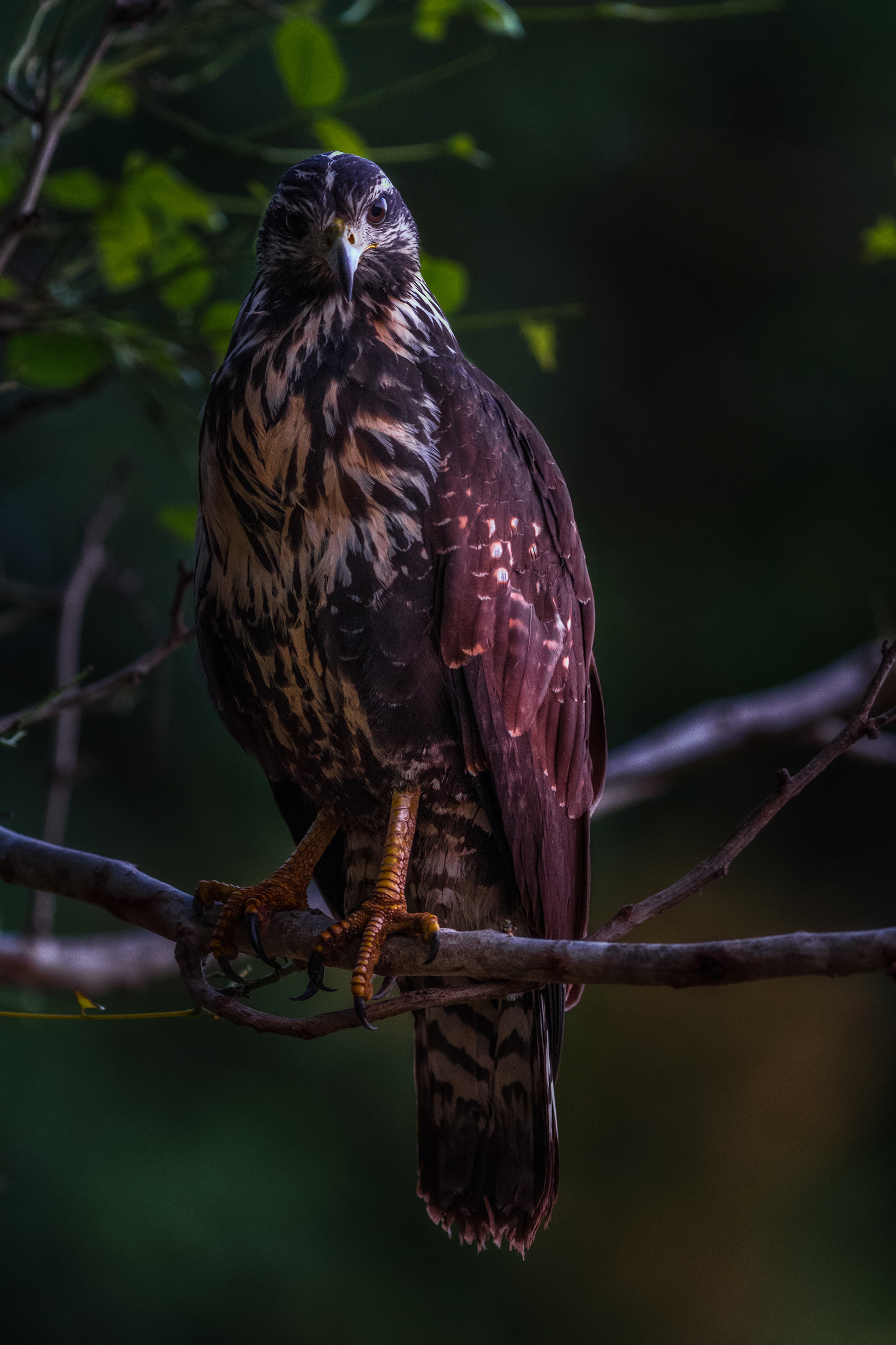 Great Black-Hawk