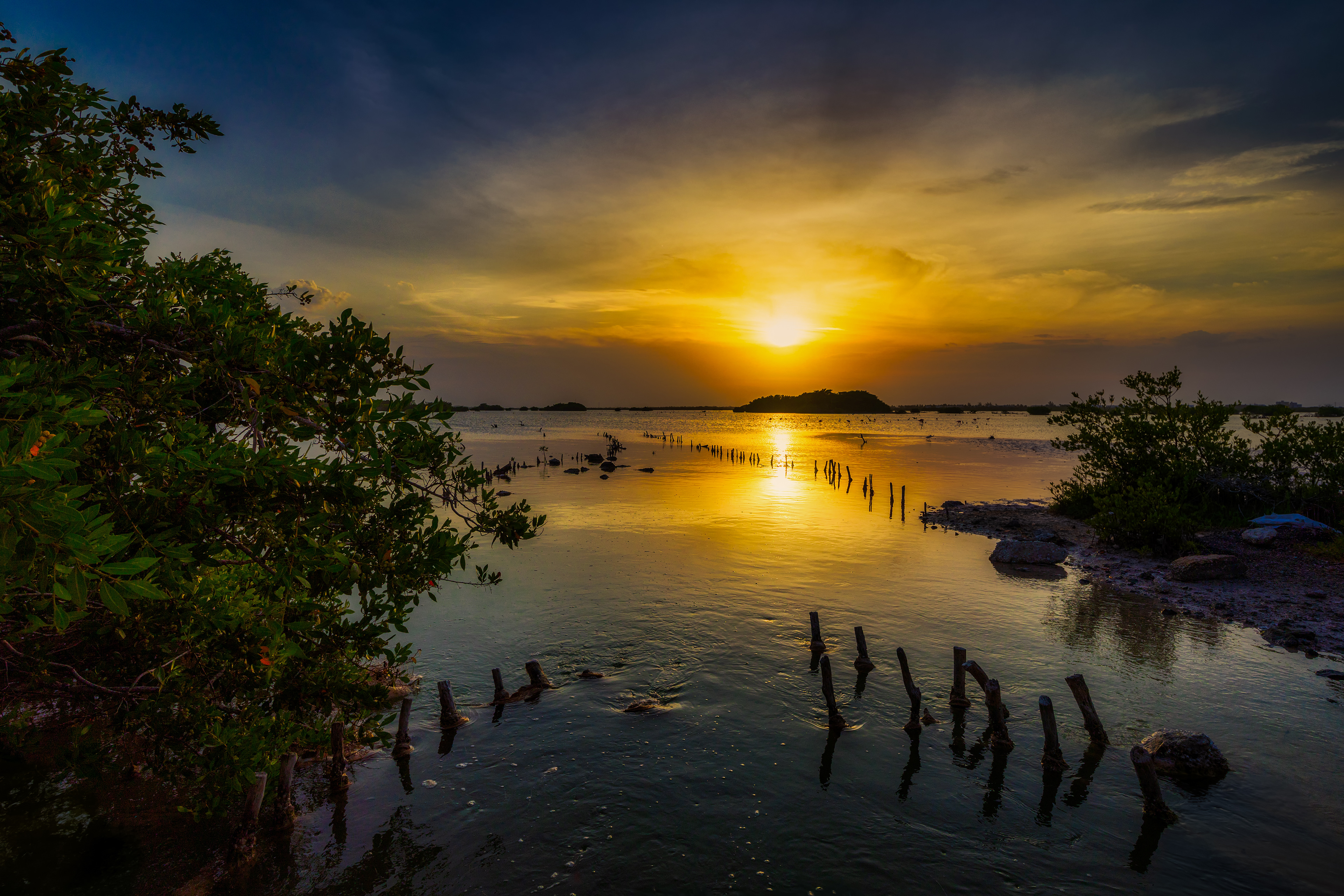 The sun over the mangrove 1