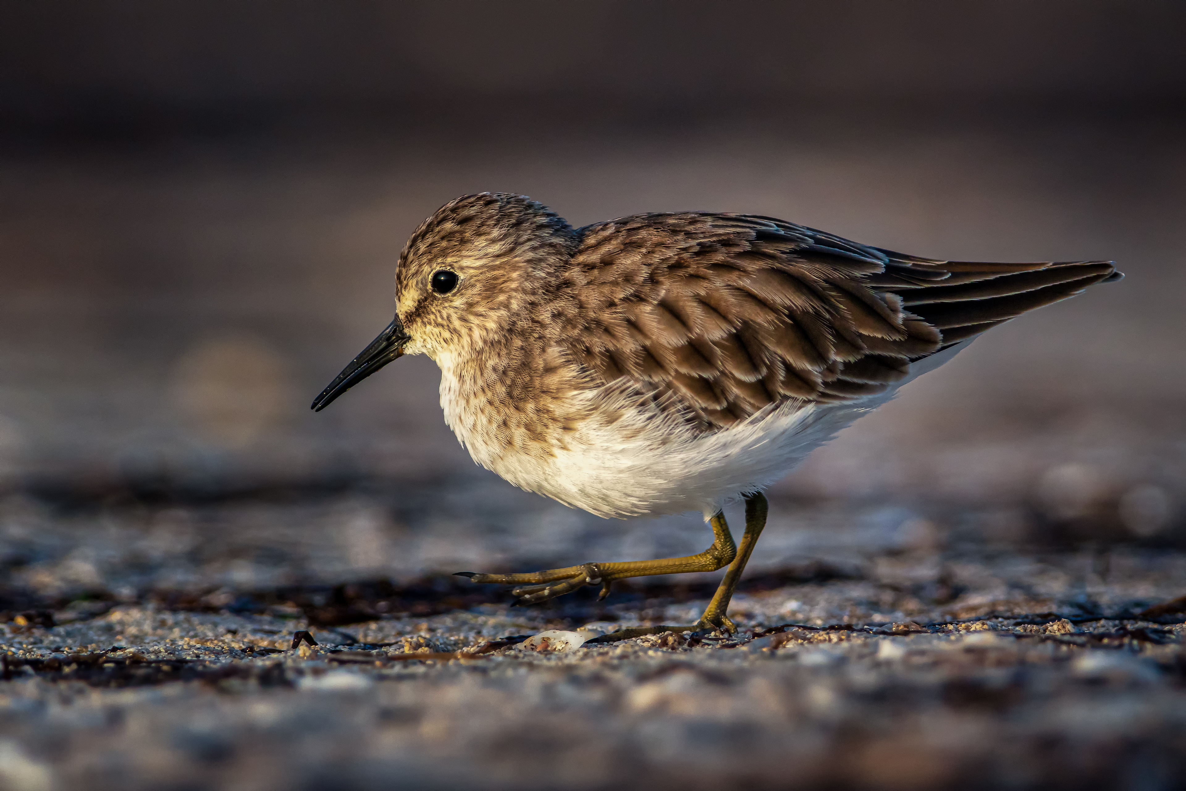 Least Sandpiper