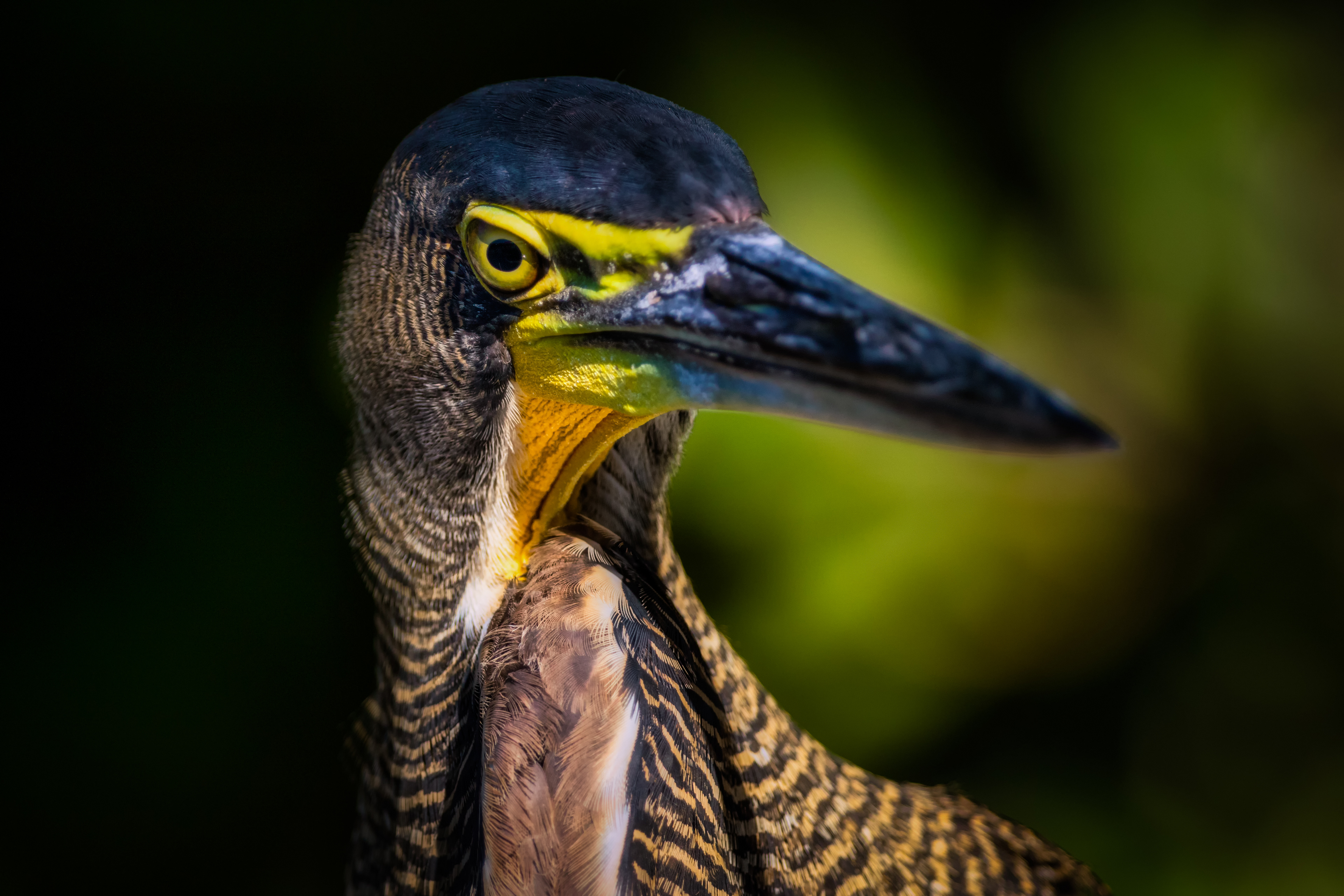 Bare-throated Tiger-Heron