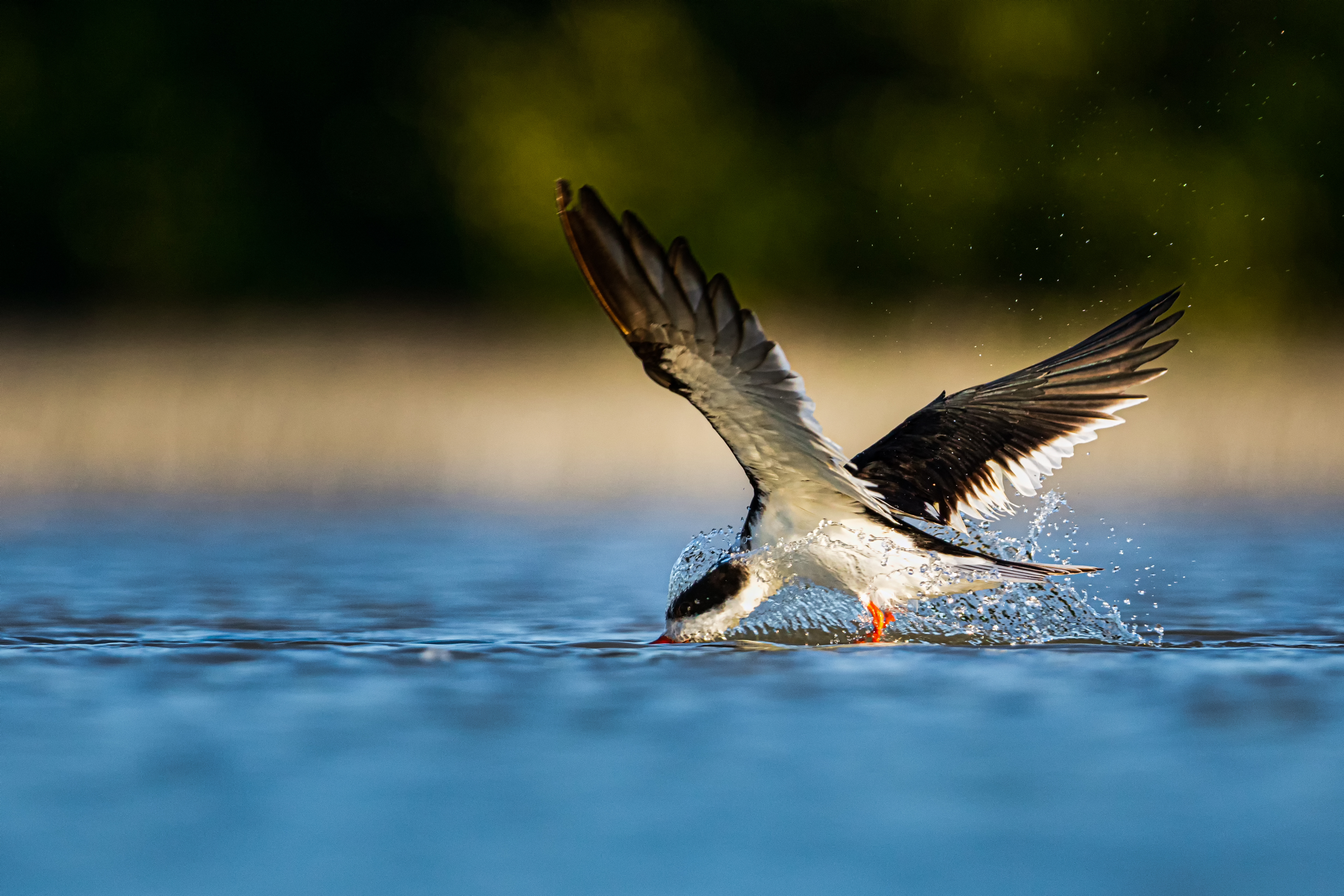 Black Skimmer