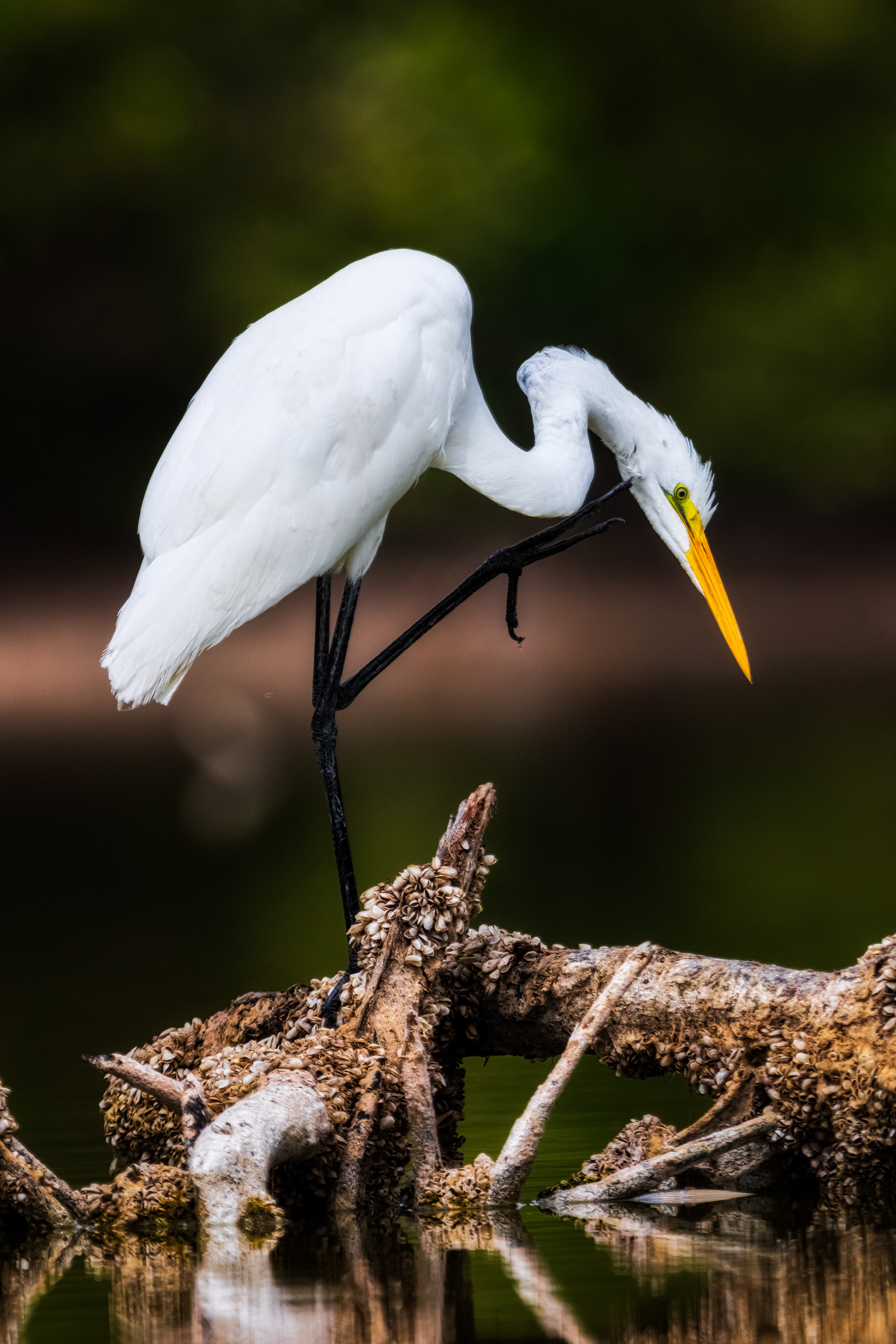 Great Egret