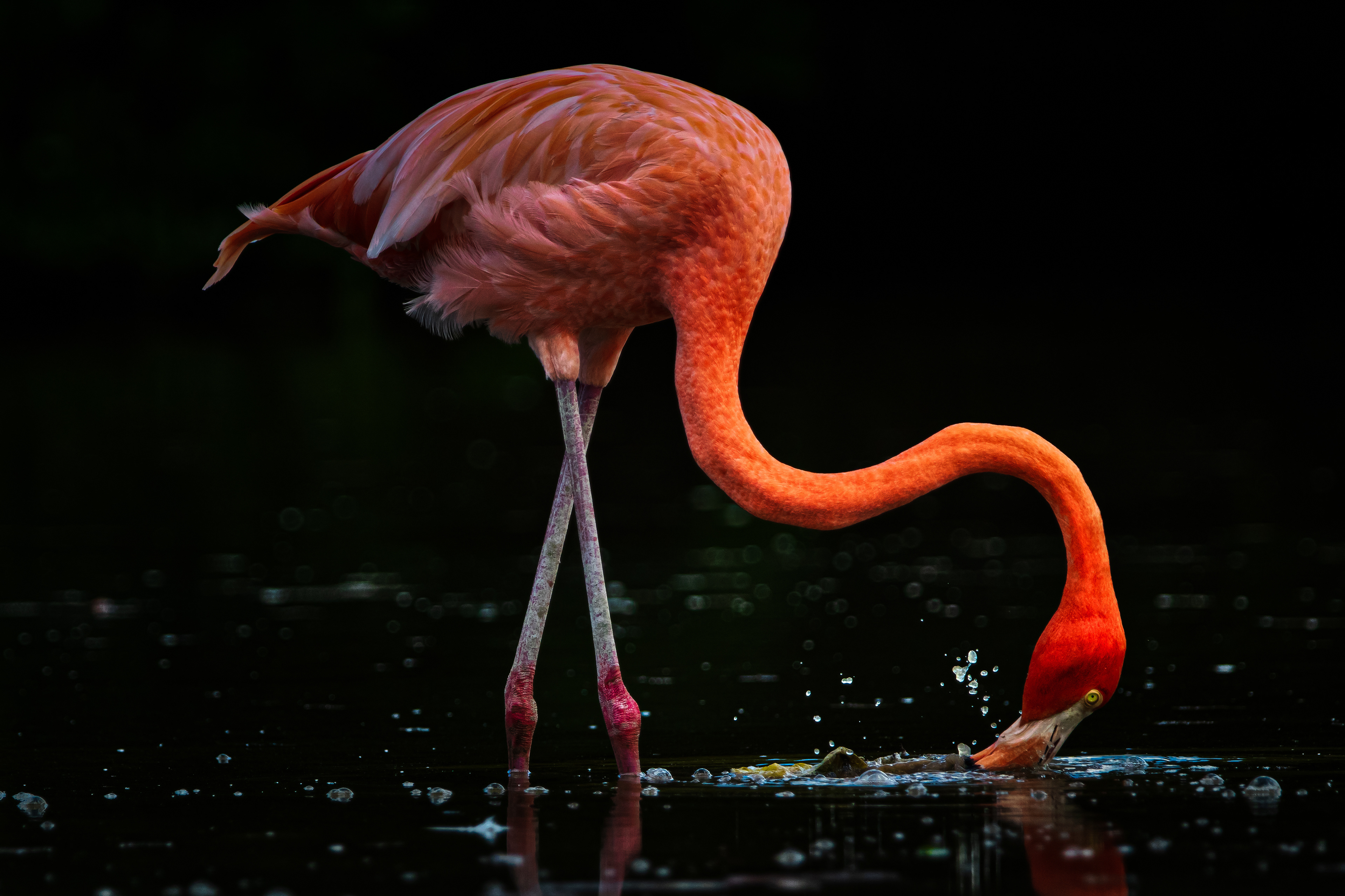 American Flamingo