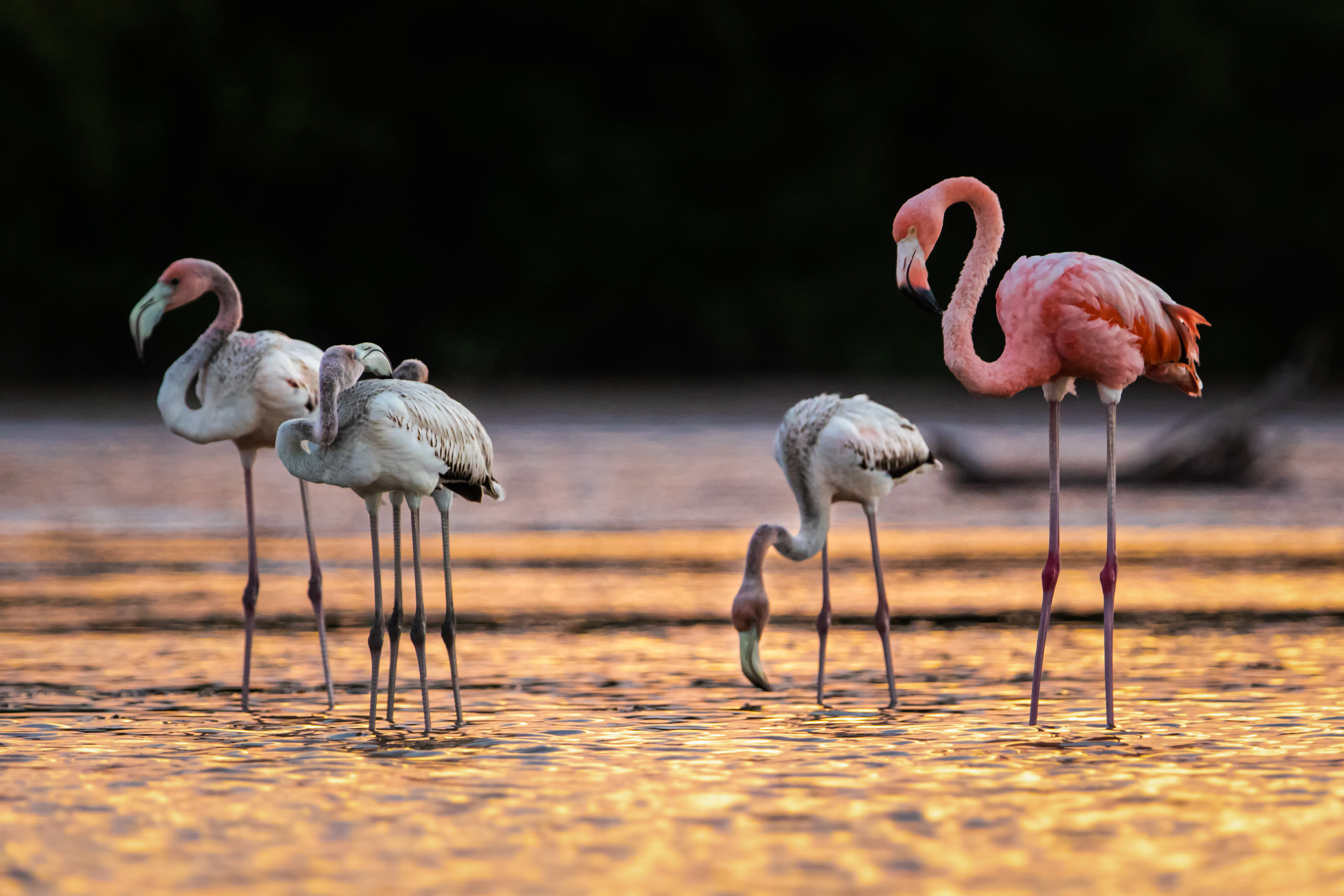 American Flamingo