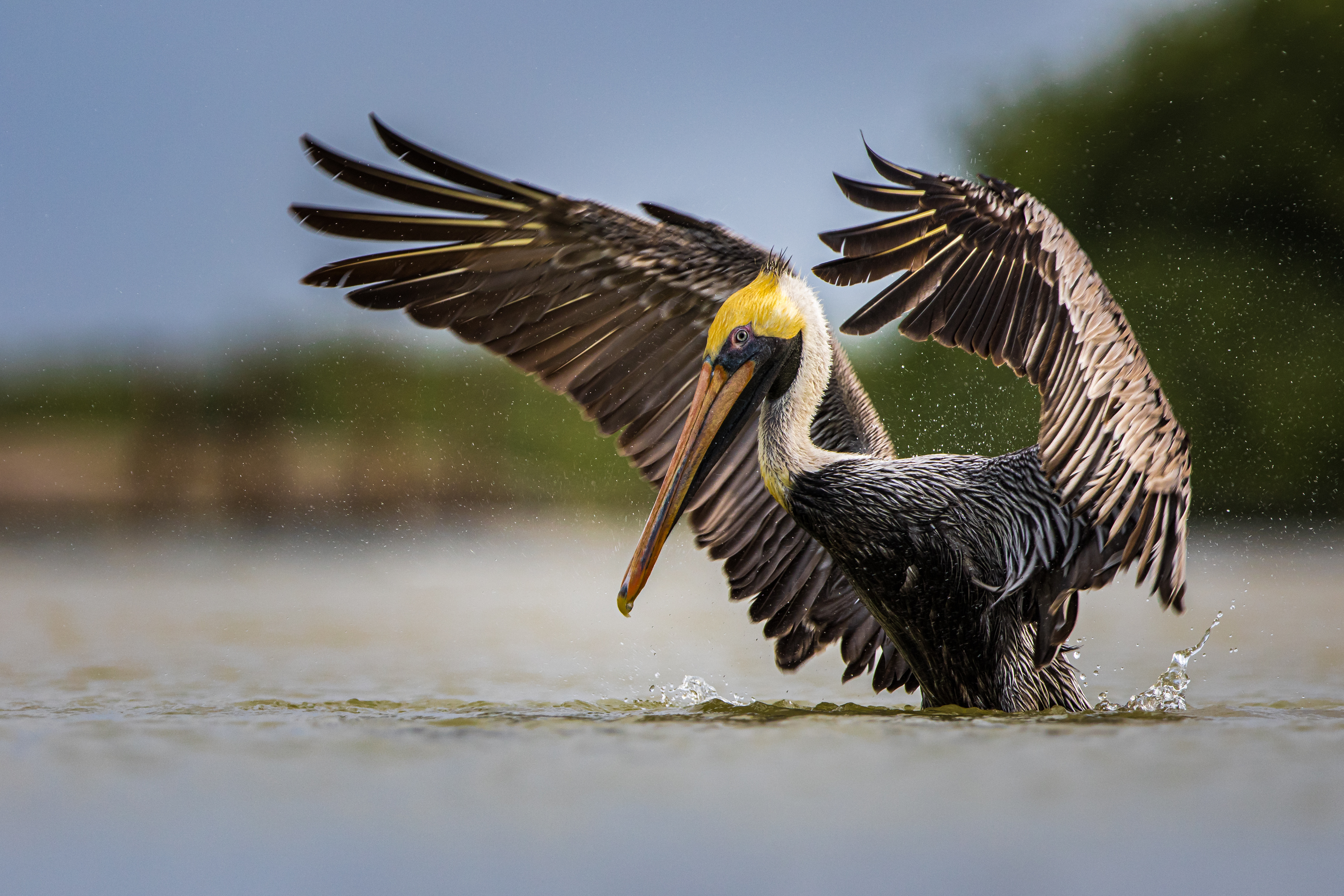 Brown Pelican