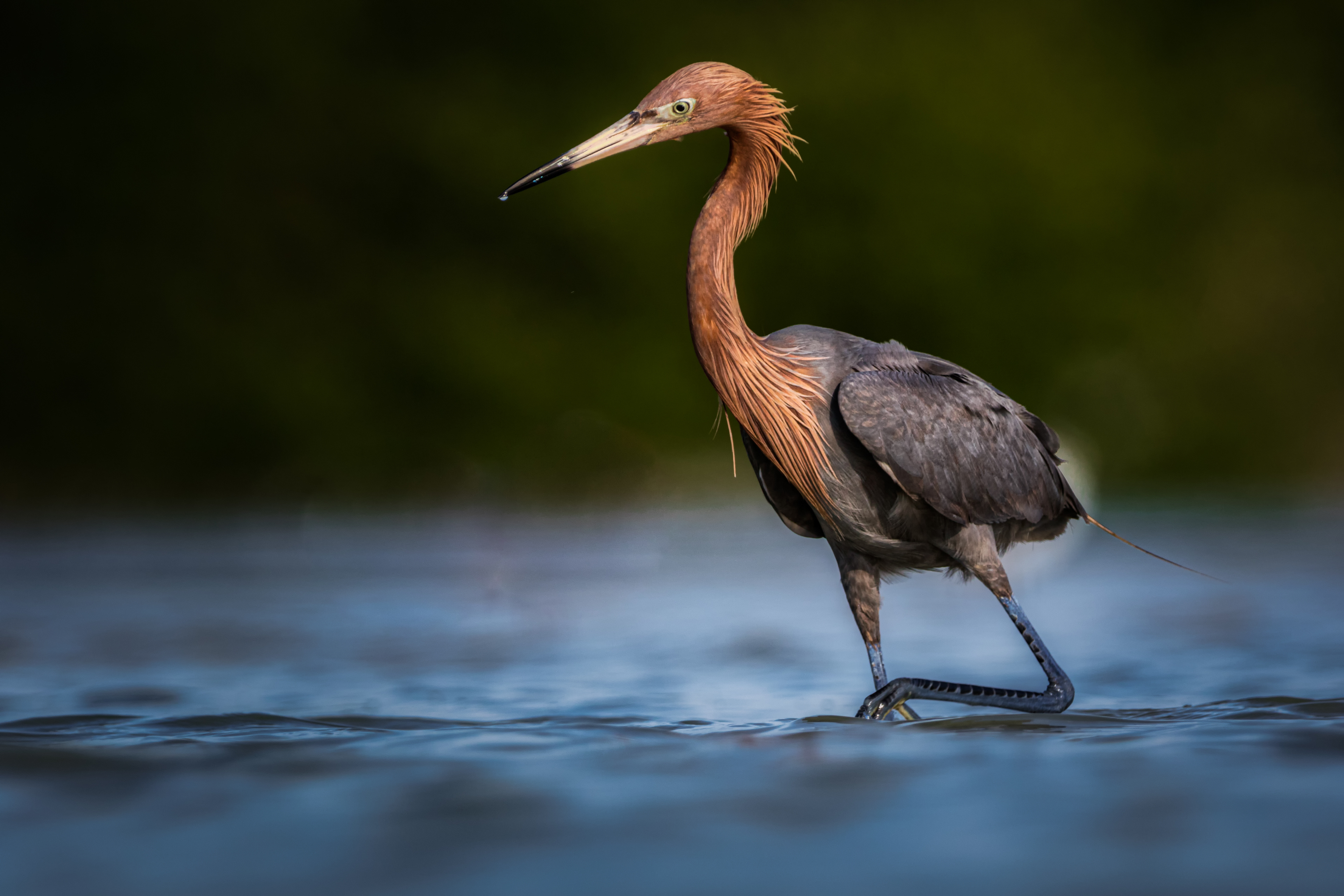 Reddish Egret