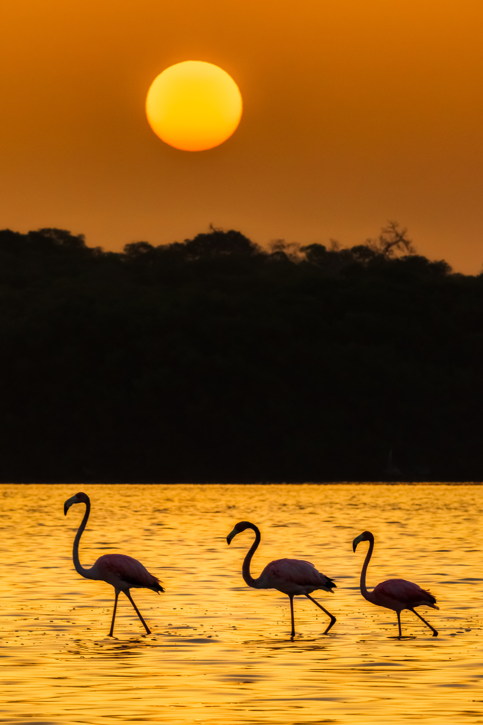 Synchronized elegance